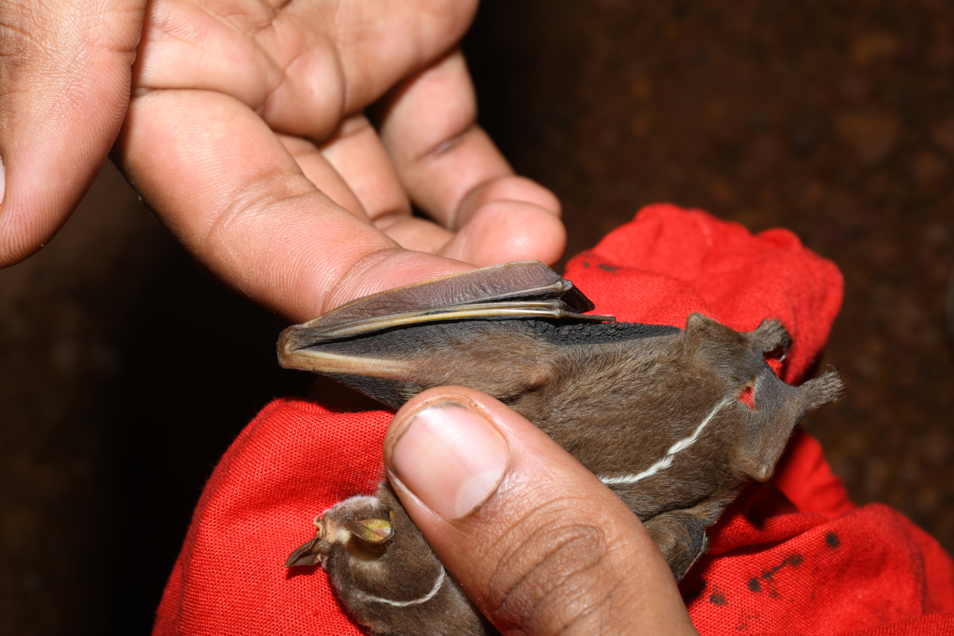 Platyrrhinus Saussure, 1860 - Photo Bivouac Naturaliste