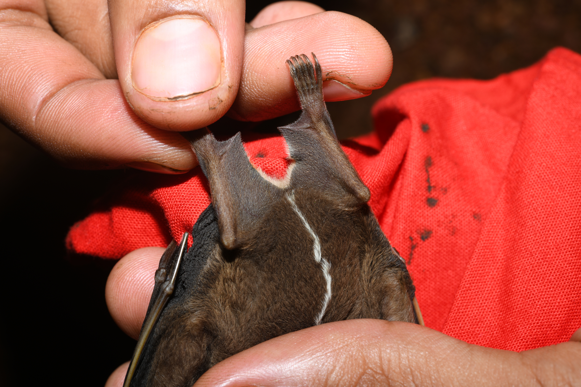 Platyrrhinus Saussure, 1860 - Photo Bivouac Naturaliste