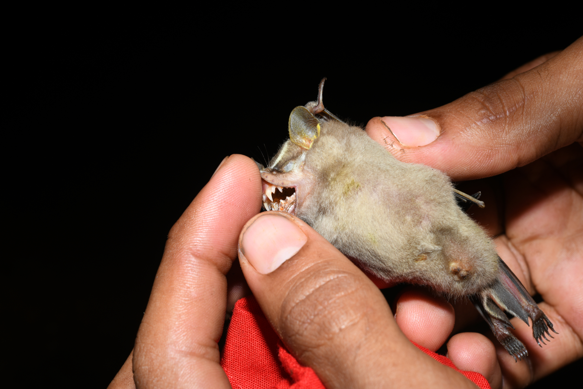 Platyrrhinus Saussure, 1860 - Photo Bivouac Naturaliste