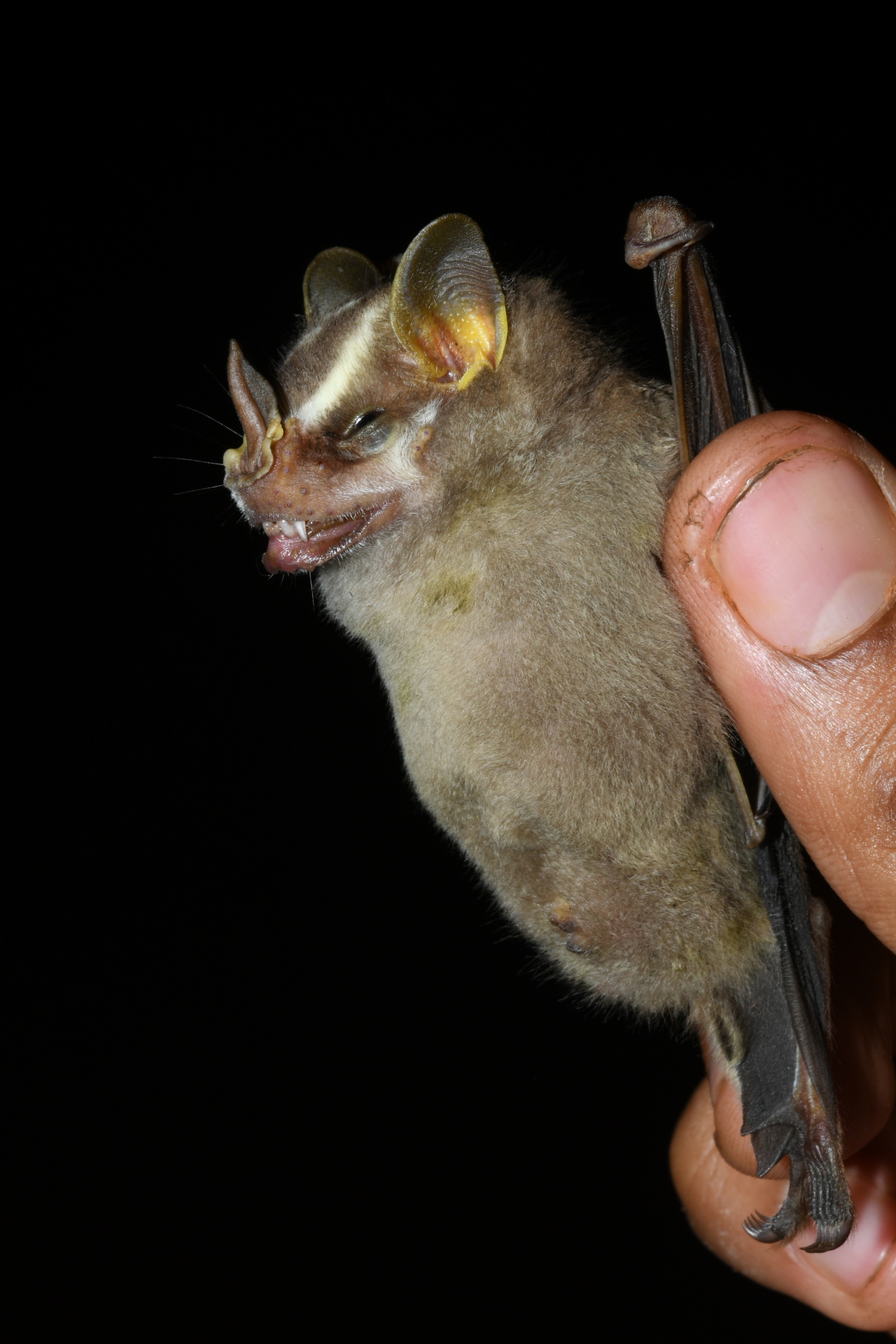 Platyrrhinus Saussure, 1860 - Photo Bivouac Naturaliste
