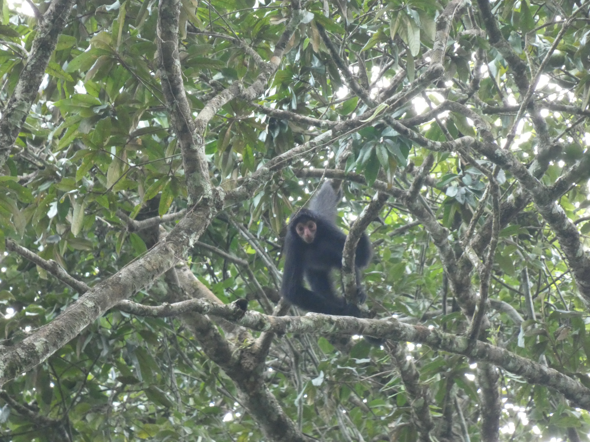 Ateles paniscus (Linnaeus, 1758) - Photo Bivouac Naturaliste