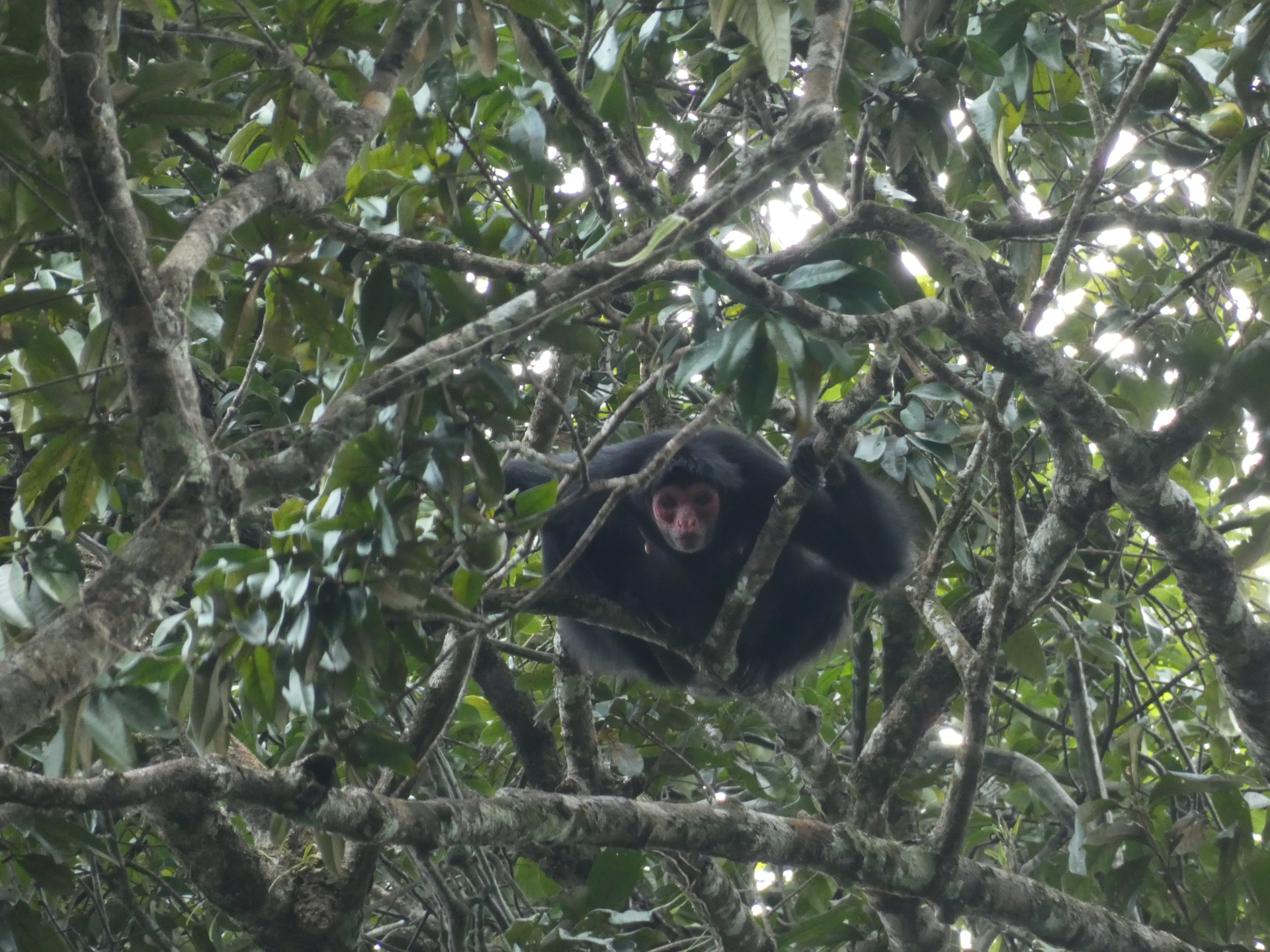 Ateles paniscus (Linnaeus, 1758) - Photo Bivouac Naturaliste