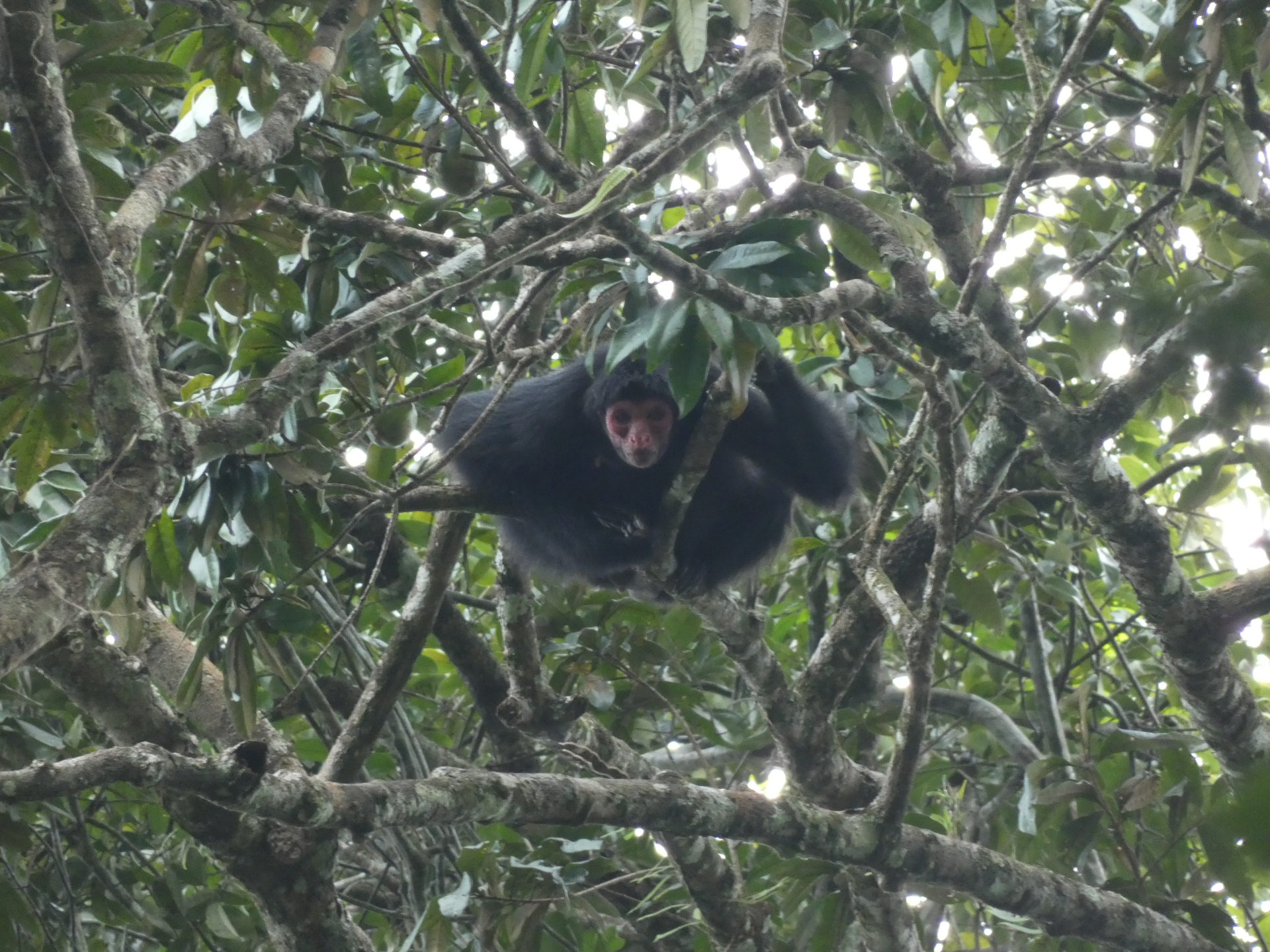 Ateles paniscus (Linnaeus, 1758) - Photo Bivouac Naturaliste
