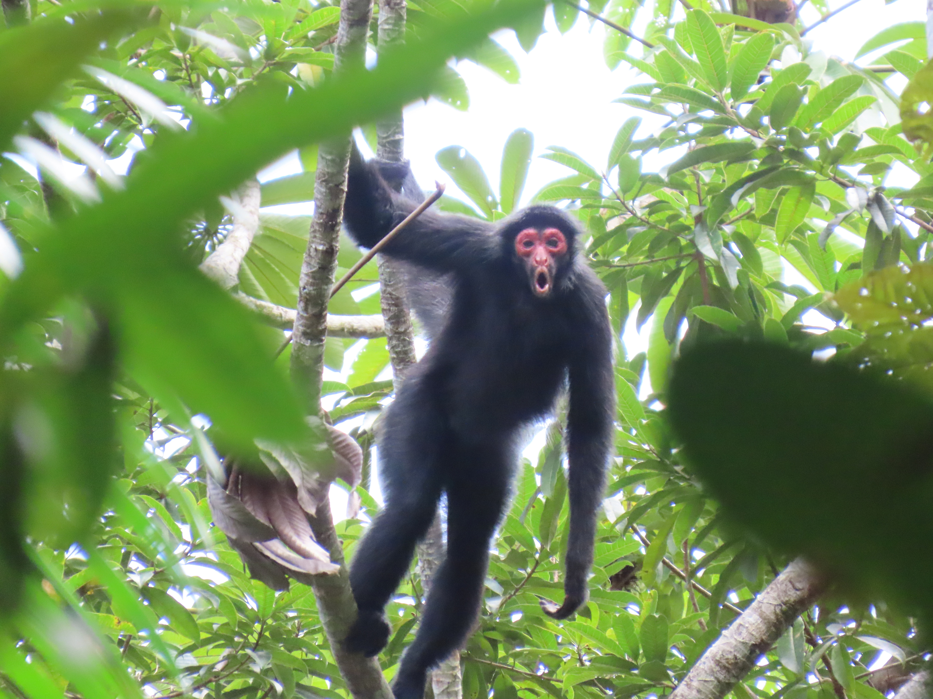 Ateles paniscus (Linnaeus, 1758) - Photo Bivouac Naturaliste