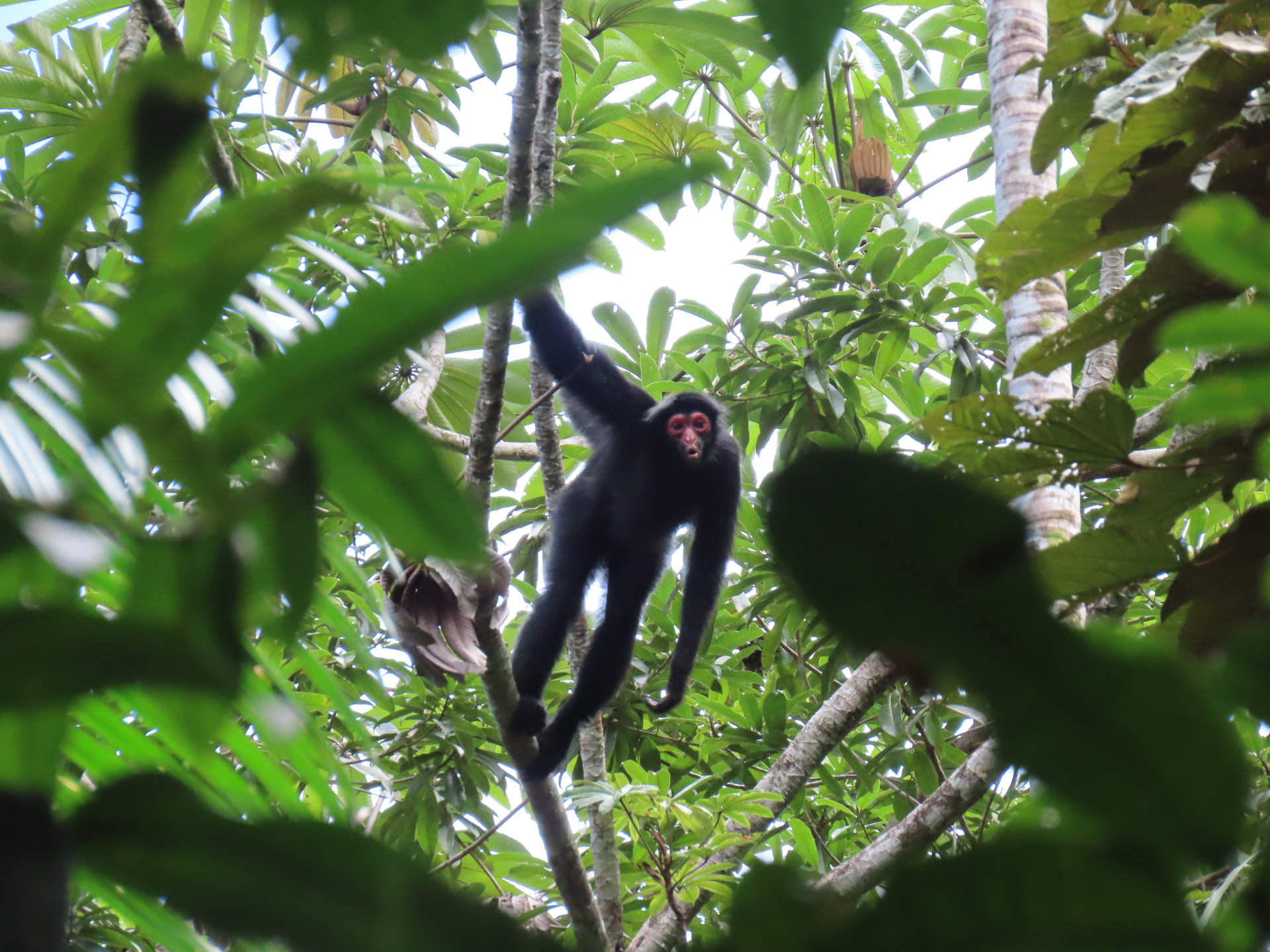 Ateles paniscus (Linnaeus, 1758) - Photo Bivouac Naturaliste