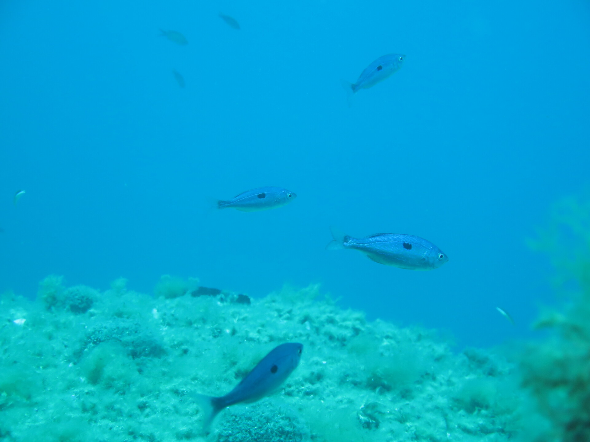 Spicara maena (Linnaeus, 1758) - Photo Bivouac Naturaliste