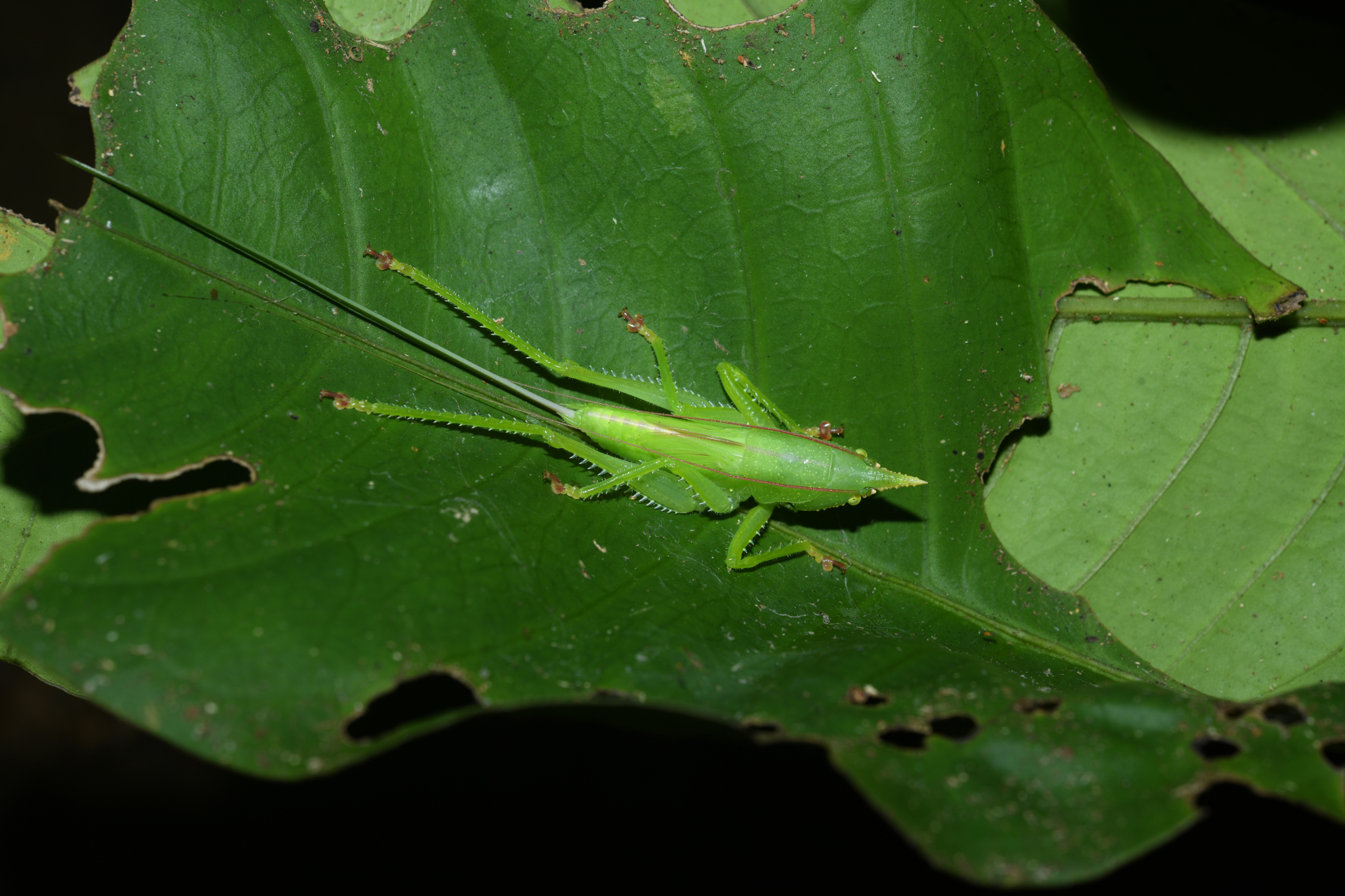Copiphora cornuta (De Geer, 1773) - Photo Bivouac Naturaliste