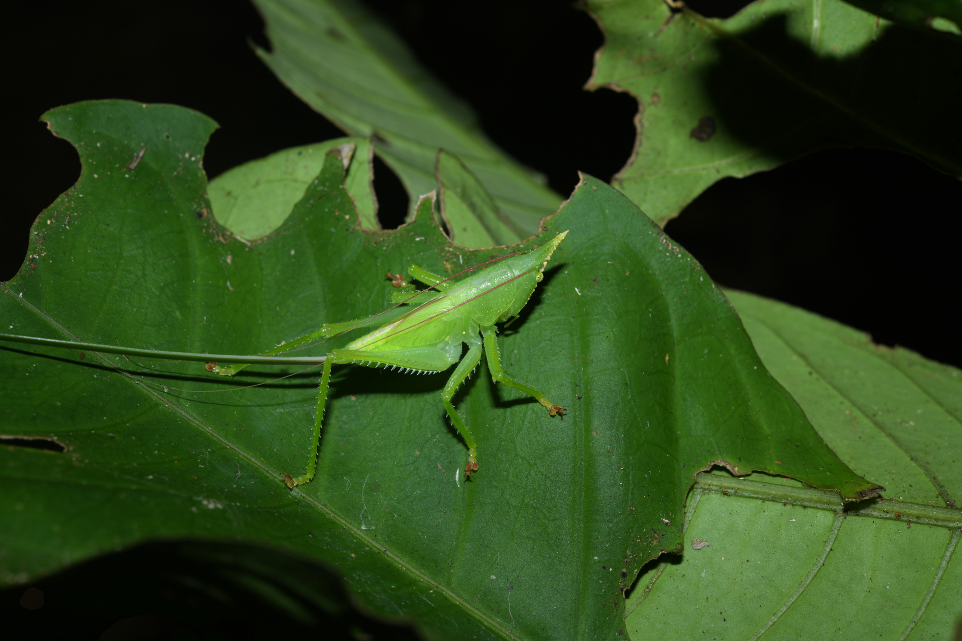 Copiphora cornuta (De Geer, 1773) - Photo Bivouac Naturaliste