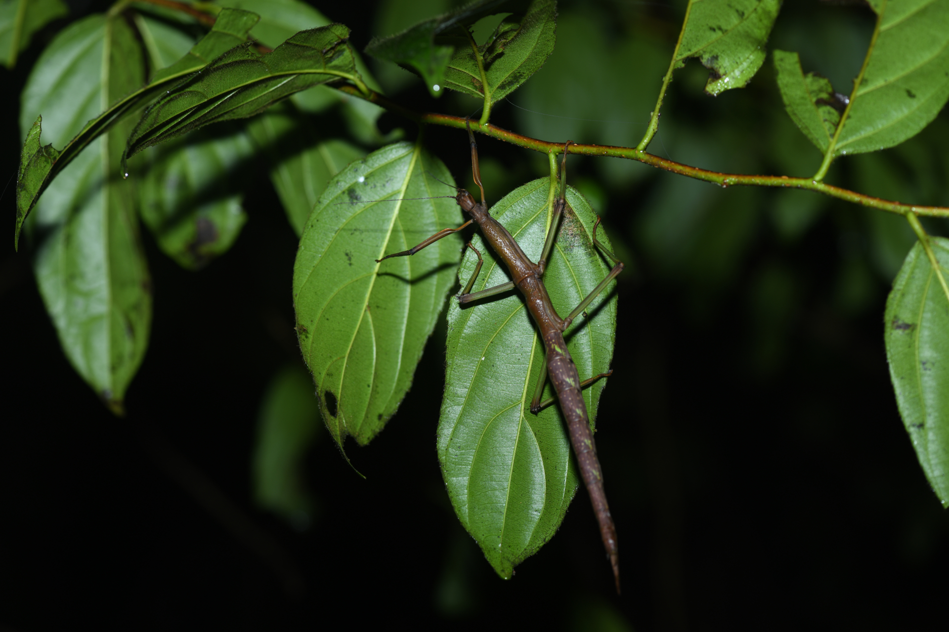 Jeremiodes guianensis Hennemann & Conle, 2007 - Photo Bivouac Naturaliste