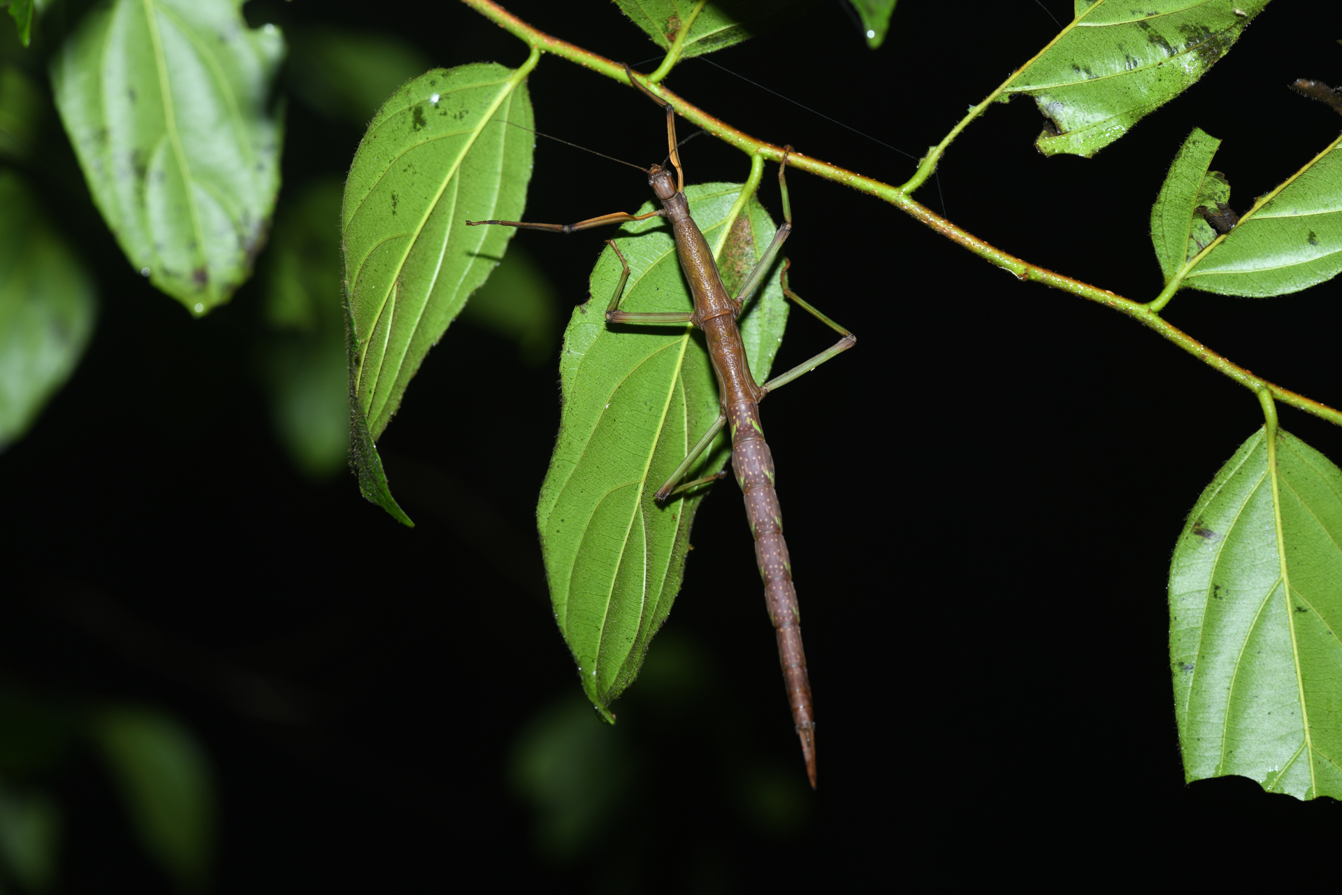 Jeremiodes guianensis Hennemann & Conle, 2007 - Photo Bivouac Naturaliste