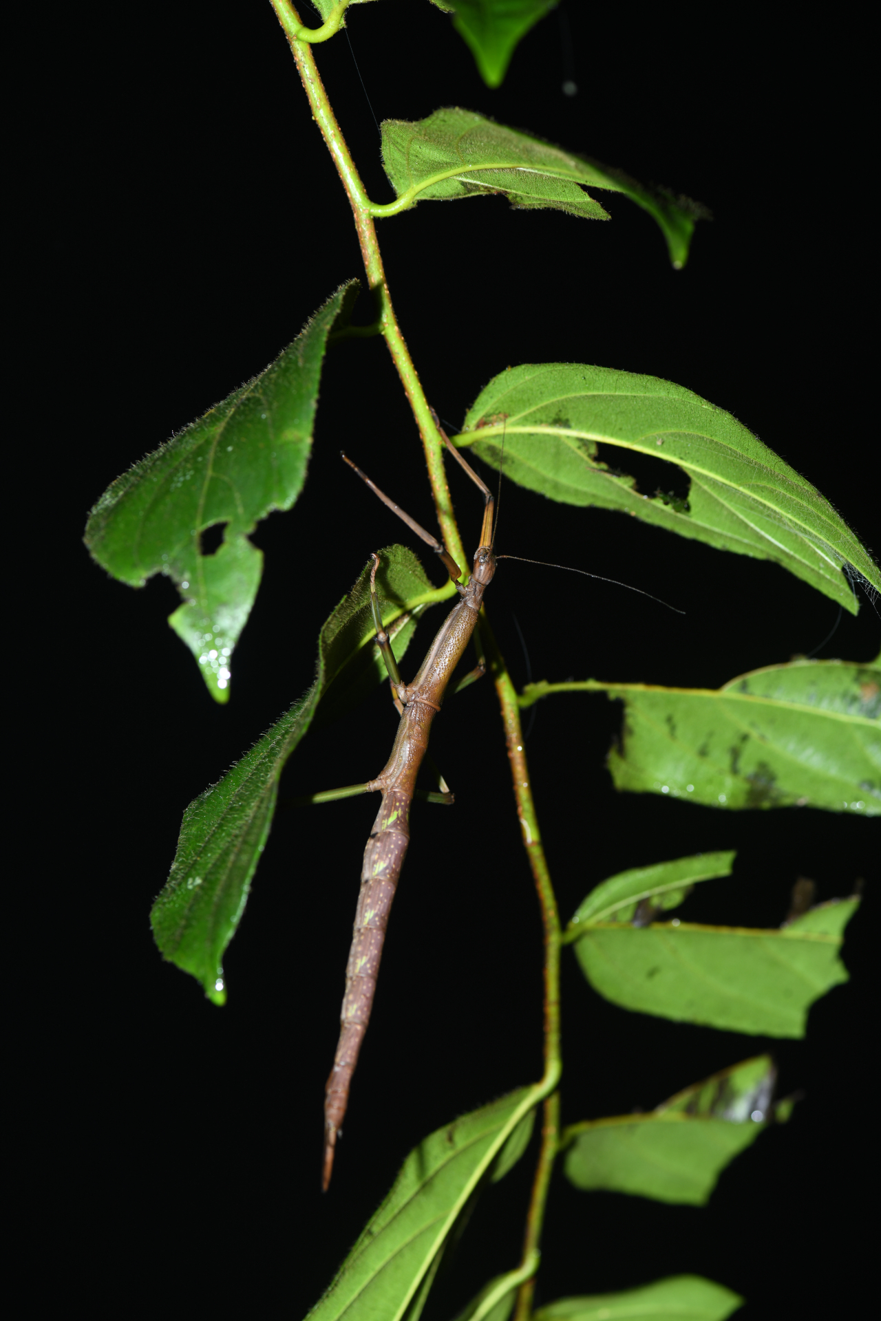 Jeremiodes guianensis Hennemann & Conle, 2007 - Photo Bivouac Naturaliste