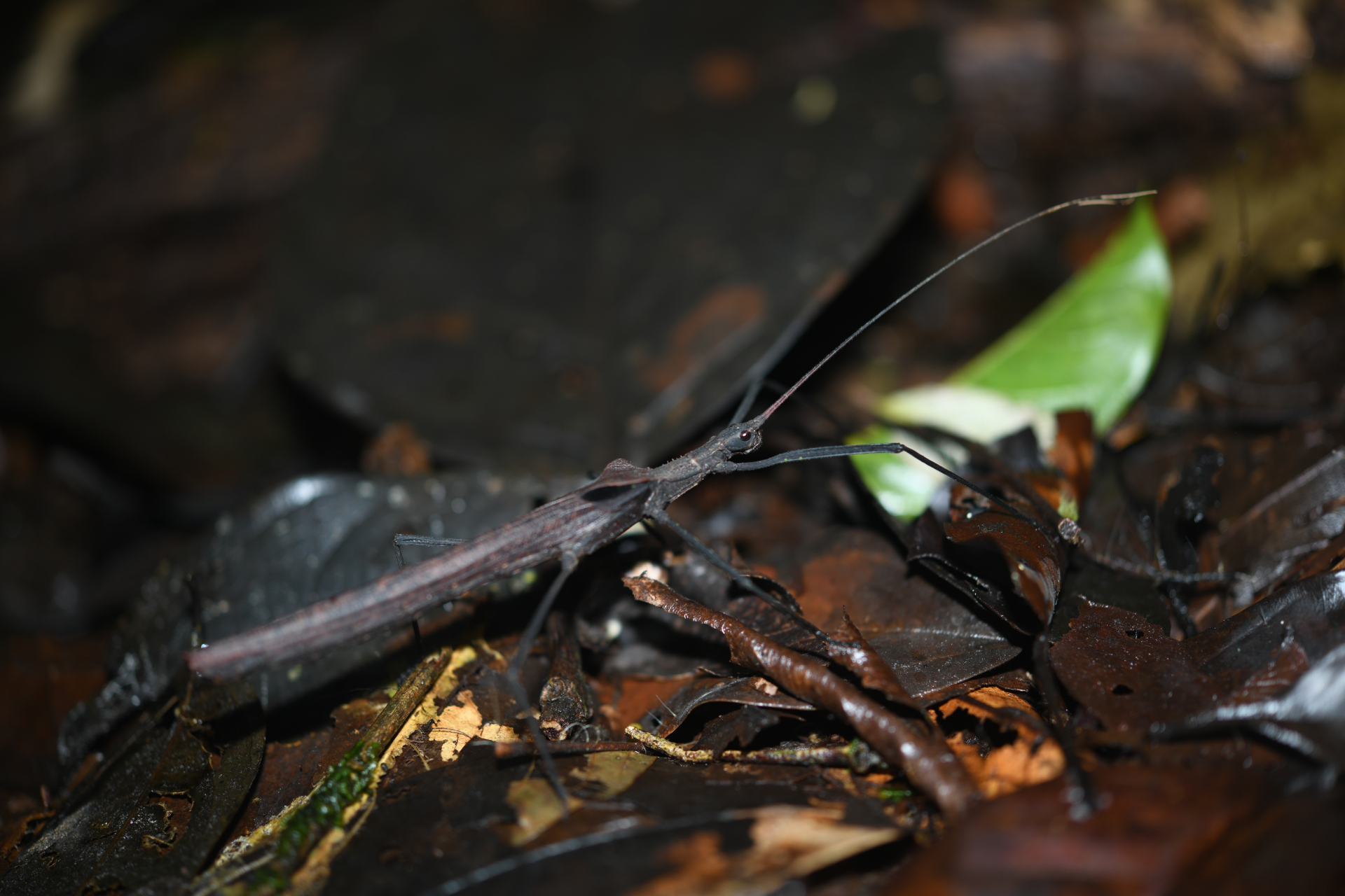 Pseudophasma phthisicum (Linnaeus, 1758) - Photo Bivouac Naturaliste