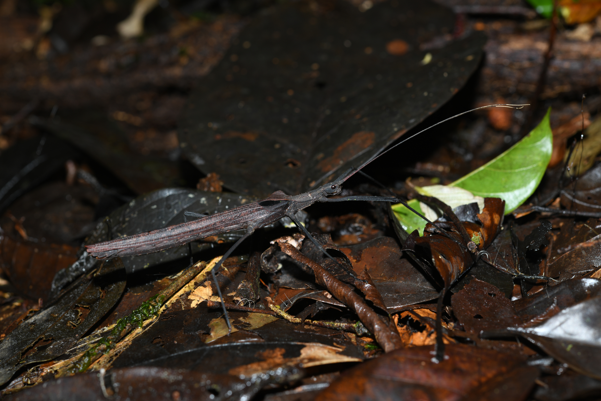 Pseudophasma phthisicum (Linnaeus, 1758) - Photo Bivouac Naturaliste