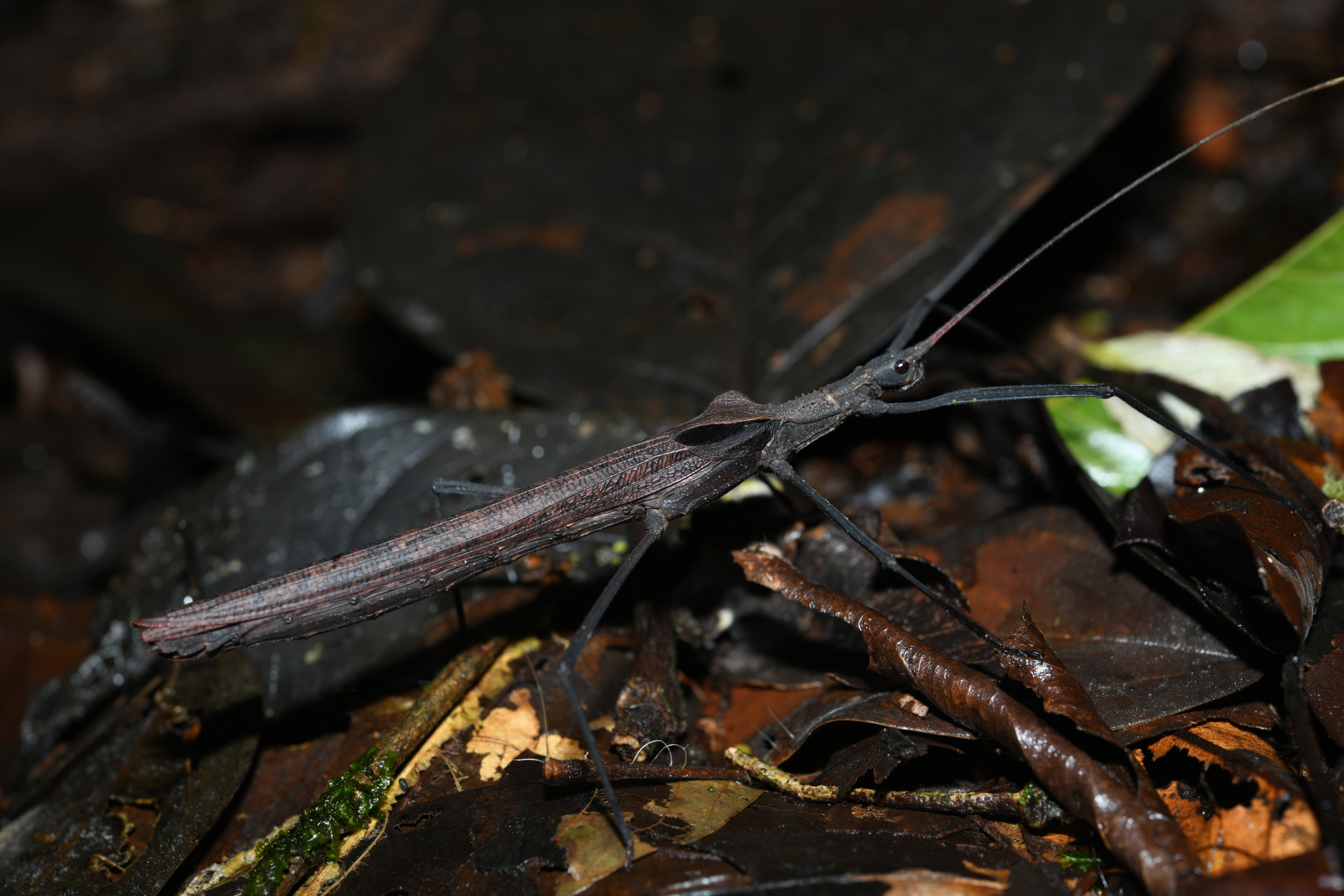 Pseudophasma phthisicum (Linnaeus, 1758) - Photo Bivouac Naturaliste