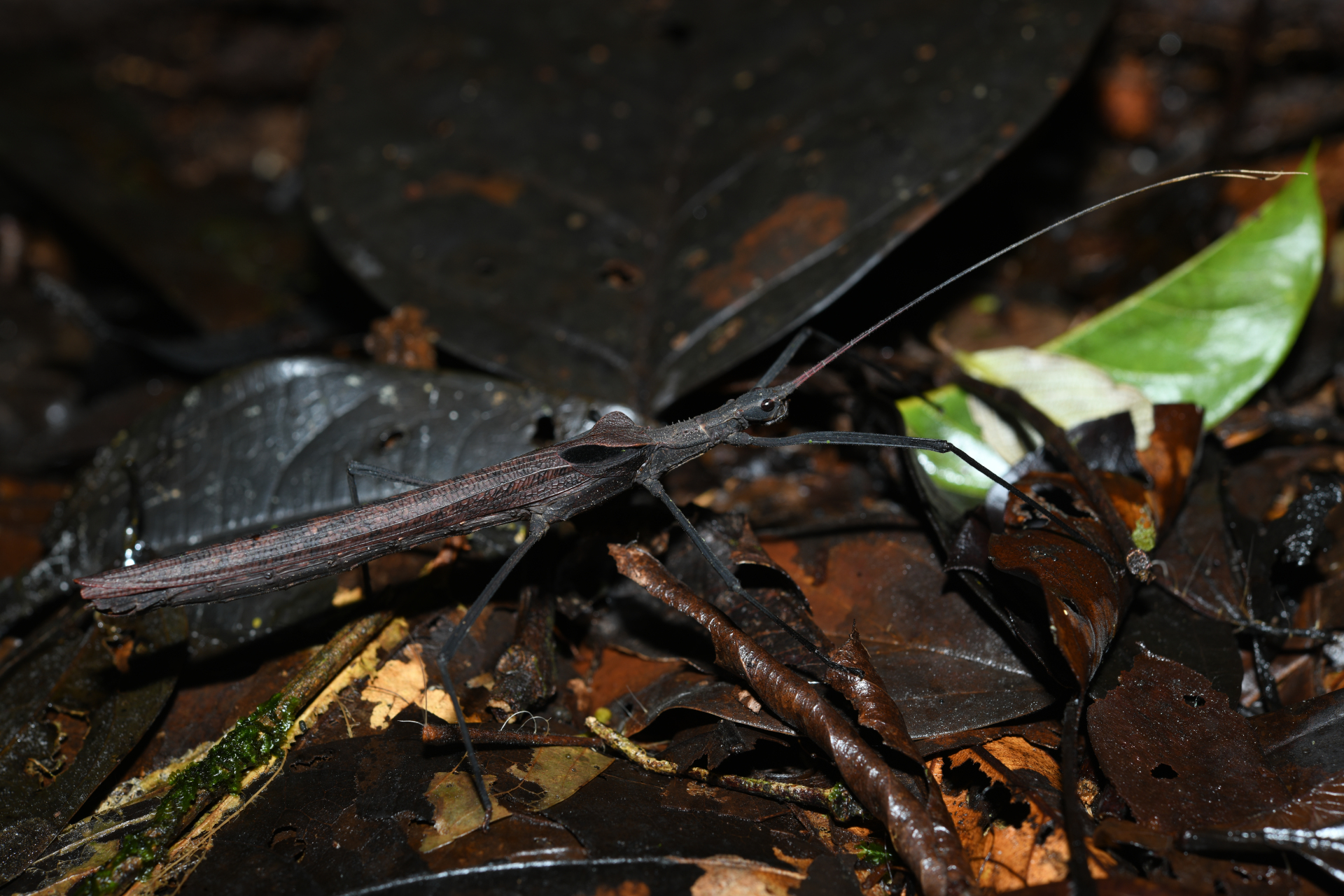 Pseudophasma phthisicum (Linnaeus, 1758) - Photo Bivouac Naturaliste
