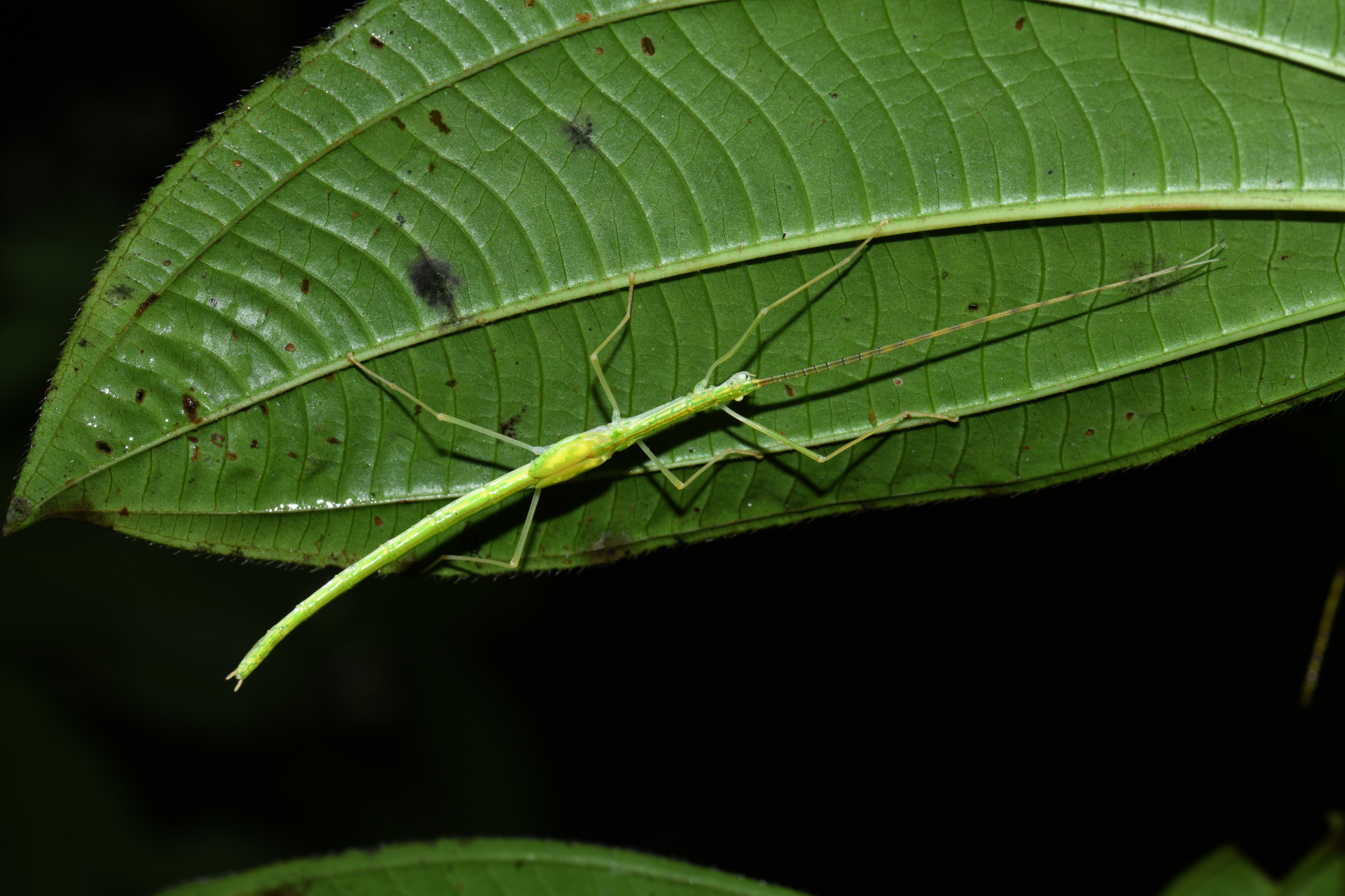 Cesaphasma servillei (Zompro, 2000) - Photo Bivouac Naturaliste