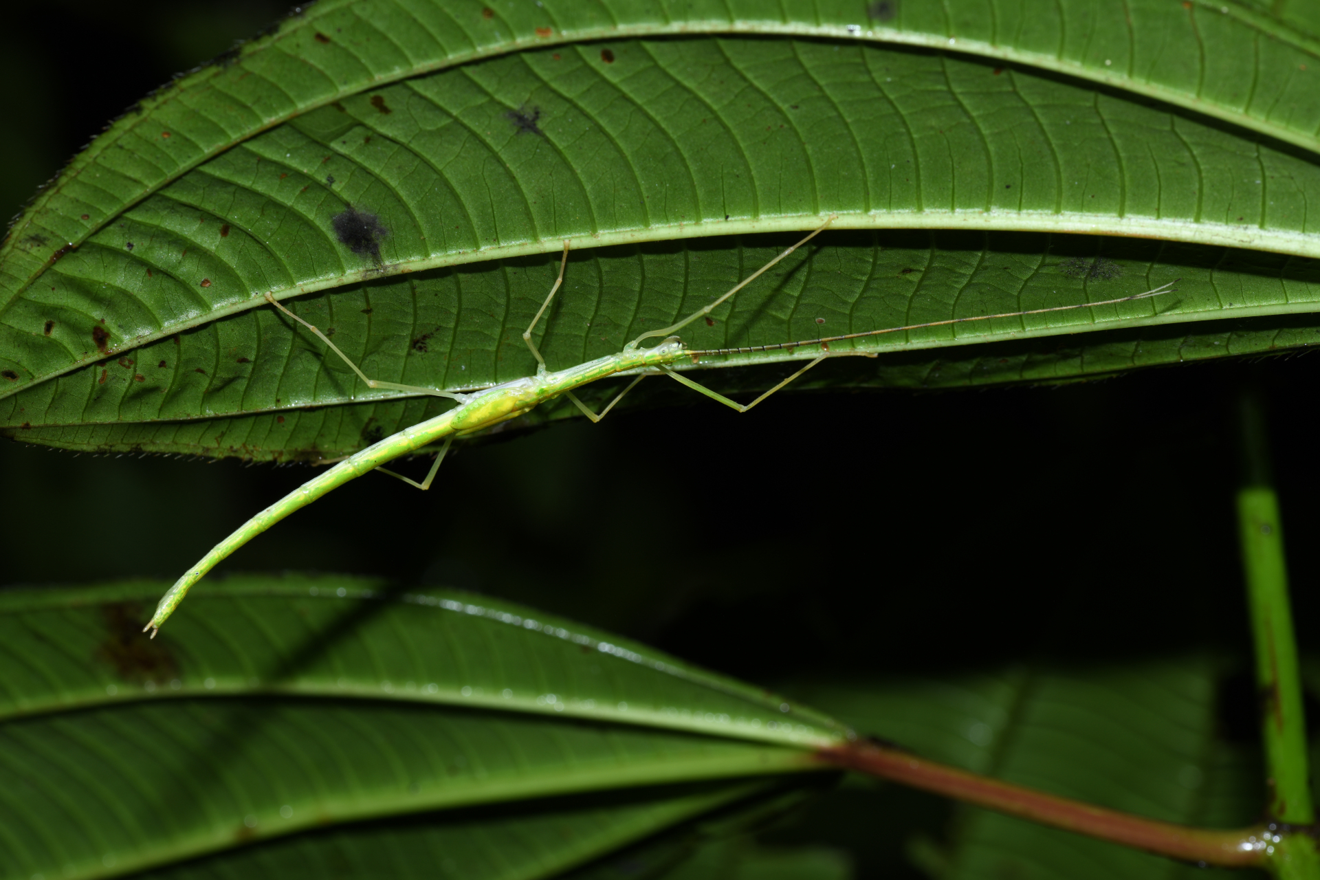 Cesaphasma servillei (Zompro, 2000) - Photo Bivouac Naturaliste
