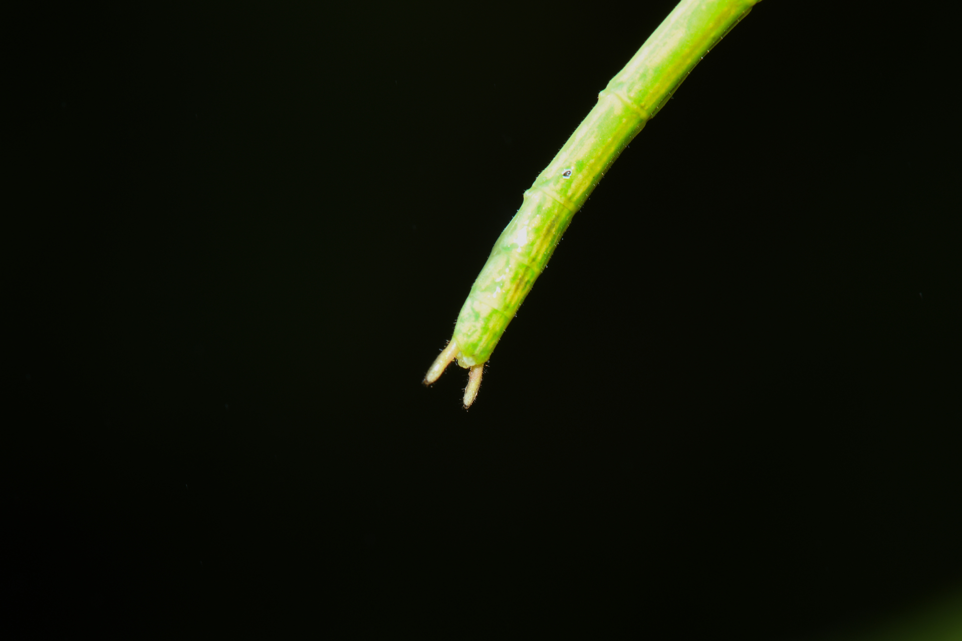 Cesaphasma servillei (Zompro, 2000) - Photo Bivouac Naturaliste