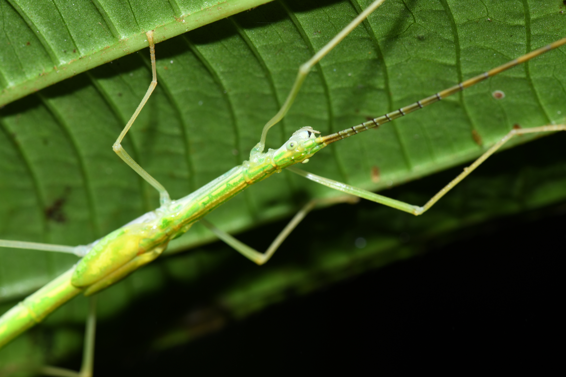 Cesaphasma servillei (Zompro, 2000) - Photo Bivouac Naturaliste