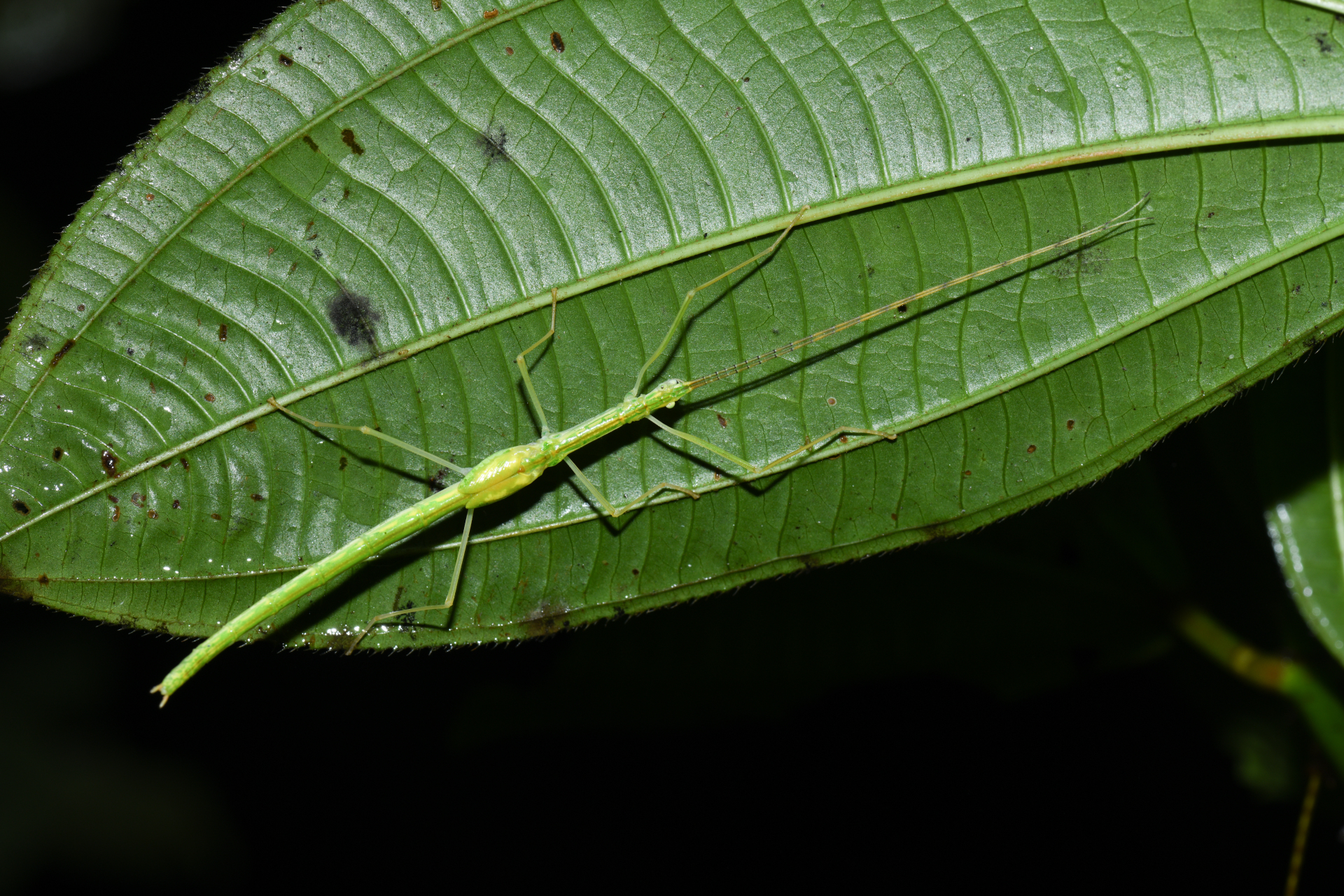 Cesaphasma servillei (Zompro, 2000) - Photo Bivouac Naturaliste
