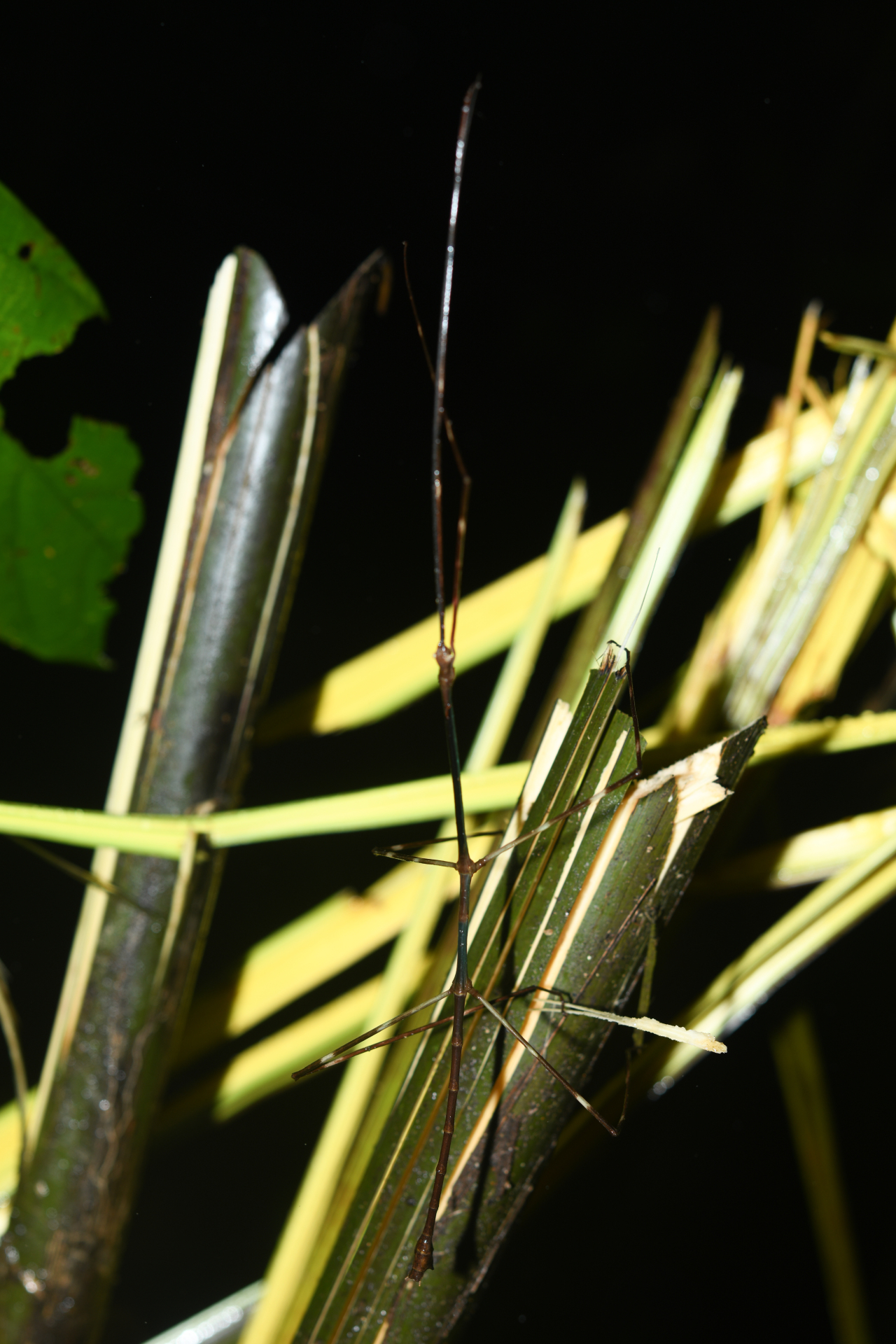 Phanocloidea muricata (Burmeister, 1838) - Photo Bivouac Naturaliste