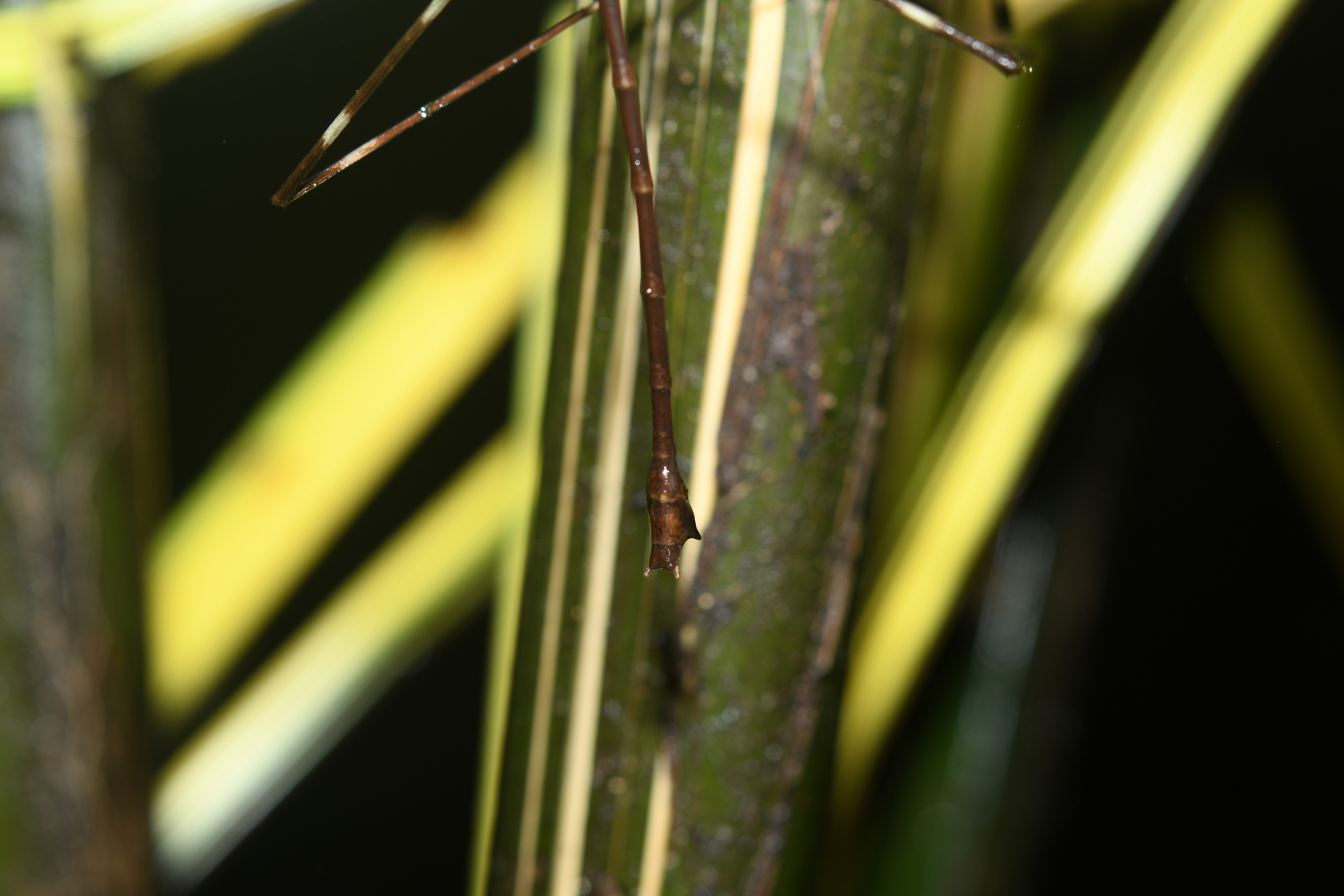 Phanocloidea muricata (Burmeister, 1838) - Photo Bivouac Naturaliste