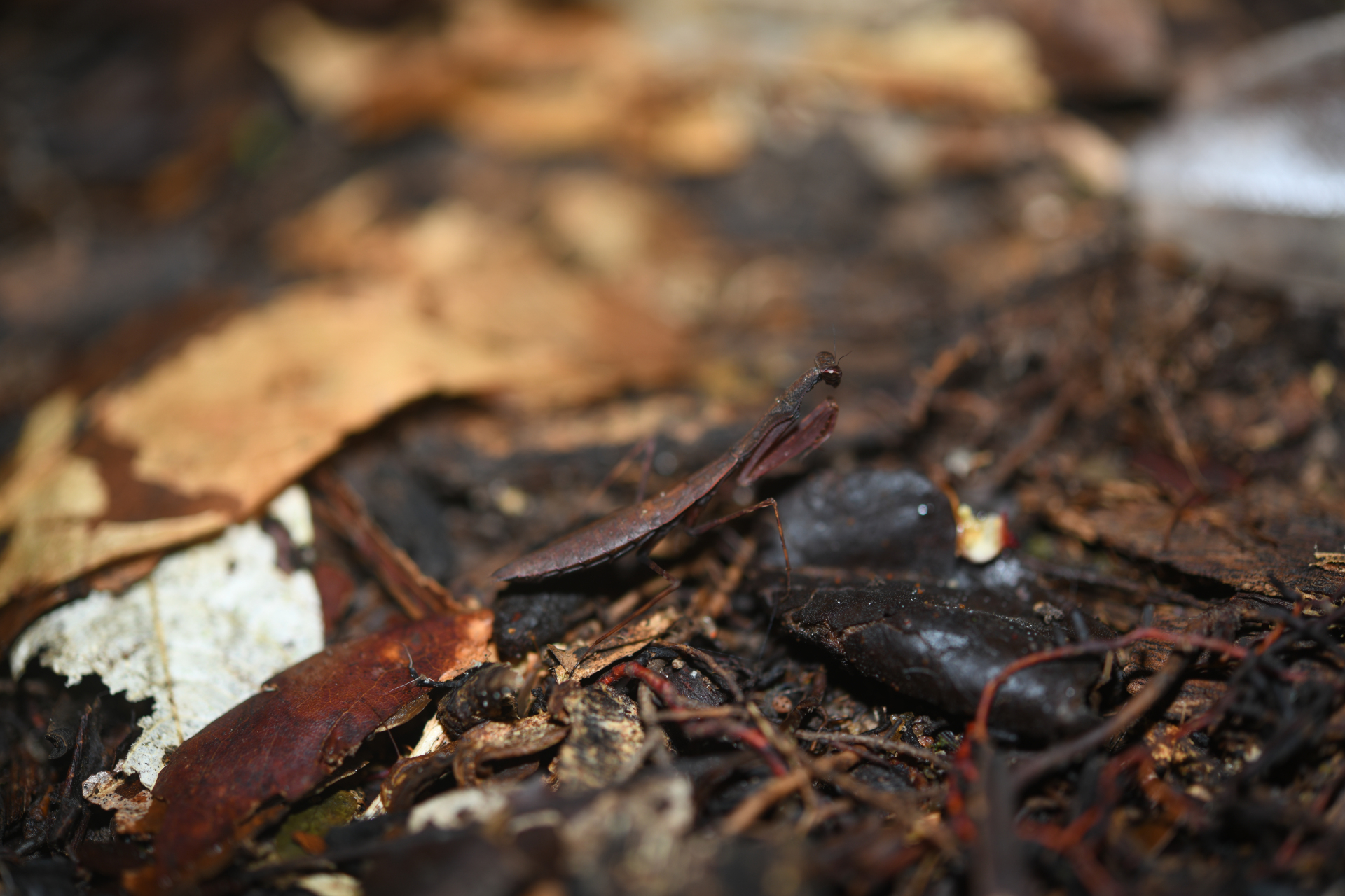Leptomiopteryx dispar Chopard, 1911 - Photo Bivouac Naturaliste