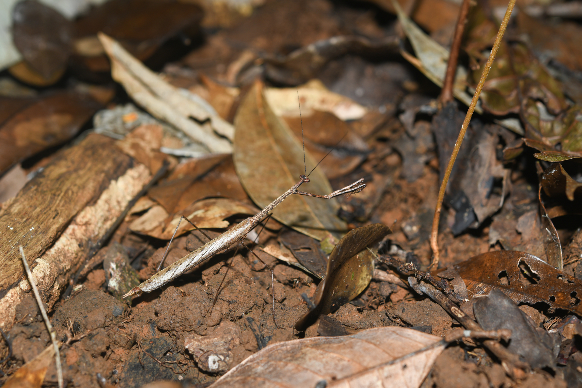 Macromusonia major Saussure & Zehntner, 1894 - Photo Bivouac Naturaliste