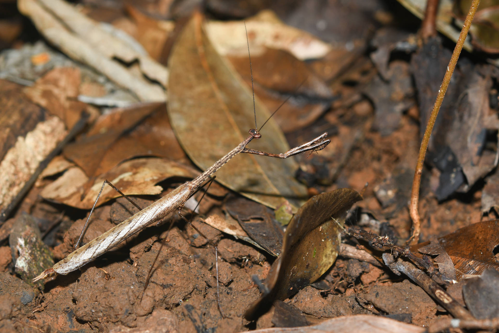 Macromusonia major Saussure & Zehntner, 1894 - Photo Bivouac Naturaliste