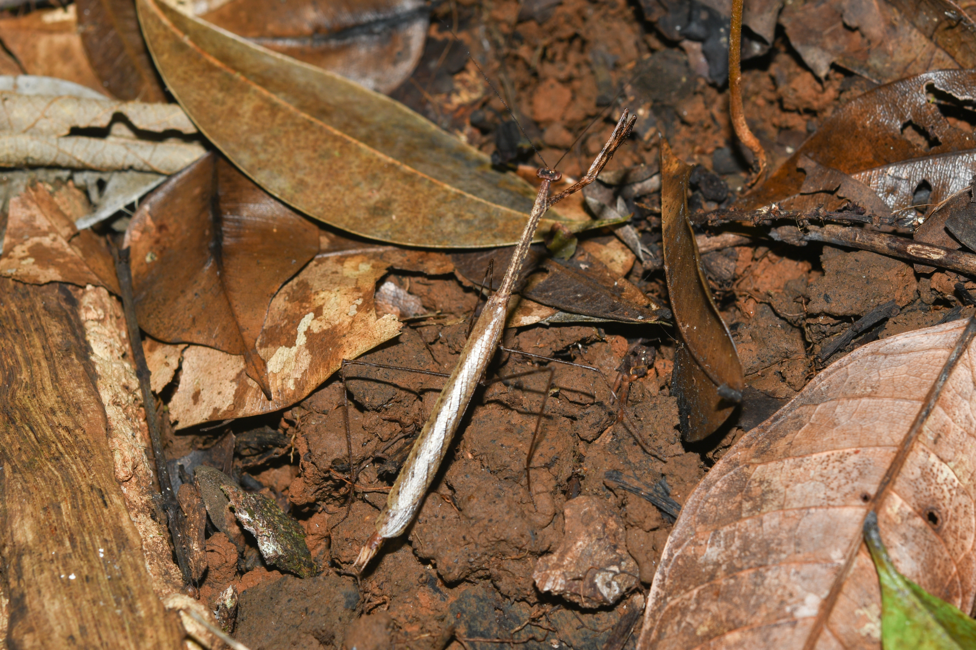 Macromusonia major Saussure & Zehntner, 1894 - Photo Bivouac Naturaliste