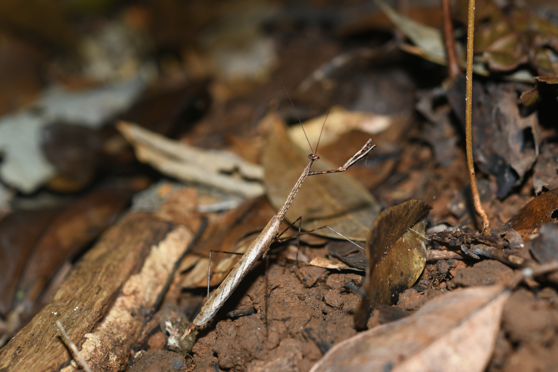 Macromusonia major Saussure & Zehntner, 1894 - Photo Bivouac Naturaliste