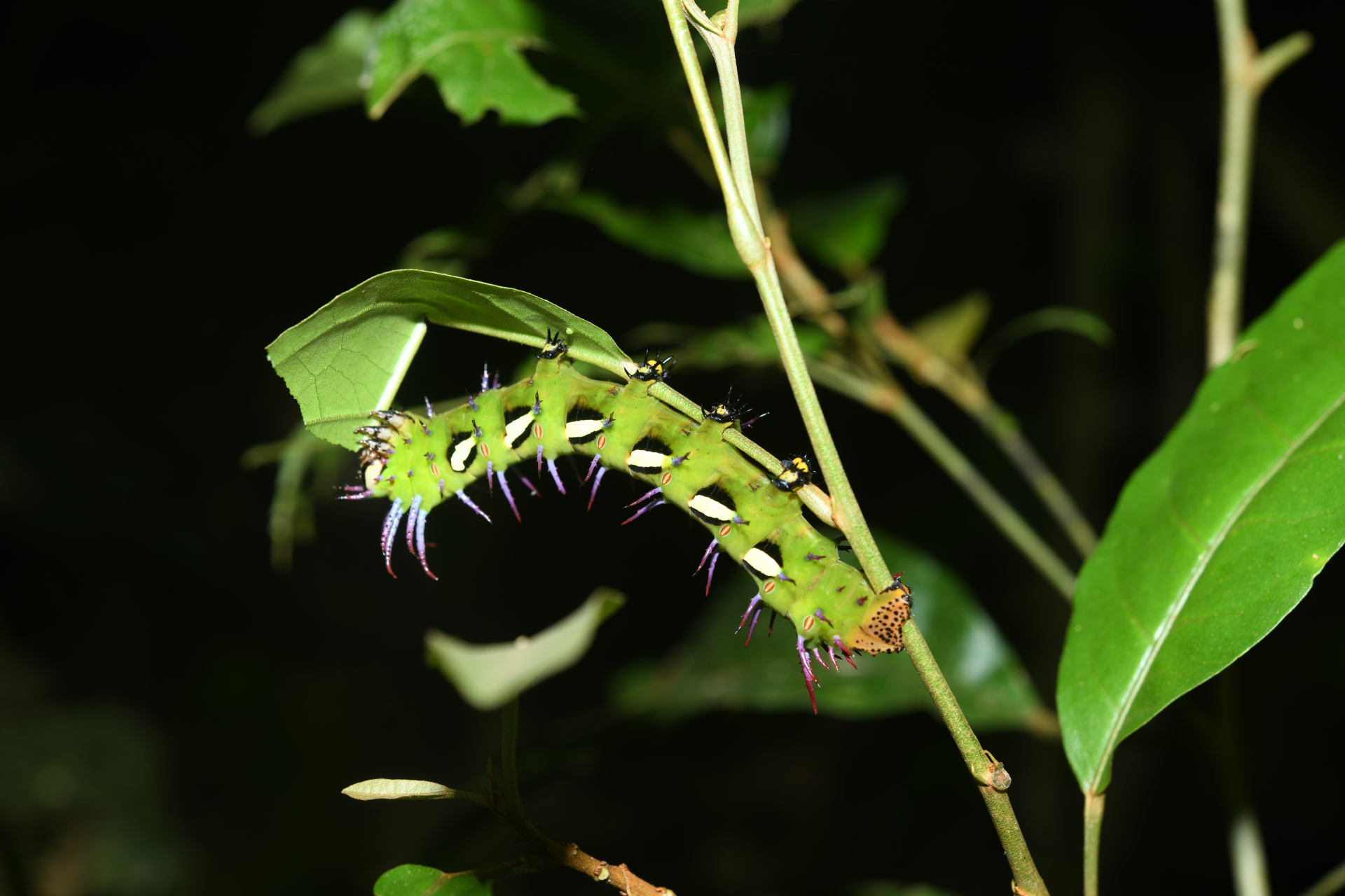 Procitheronia vanschaycki Brechlin & Meister, 2011 - Photo Bivouac Naturaliste