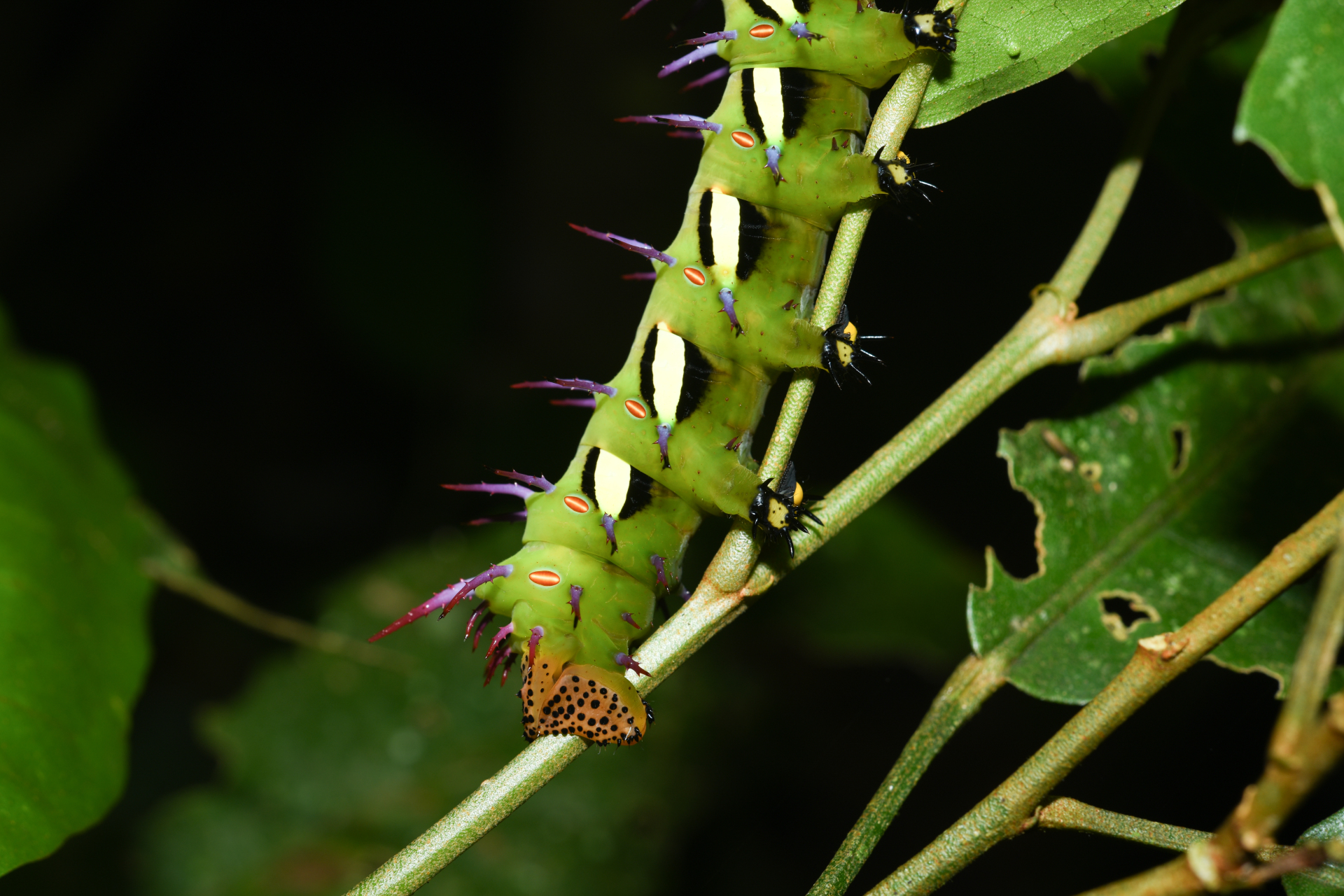 Procitheronia vanschaycki Brechlin & Meister, 2011 - Photo Bivouac Naturaliste