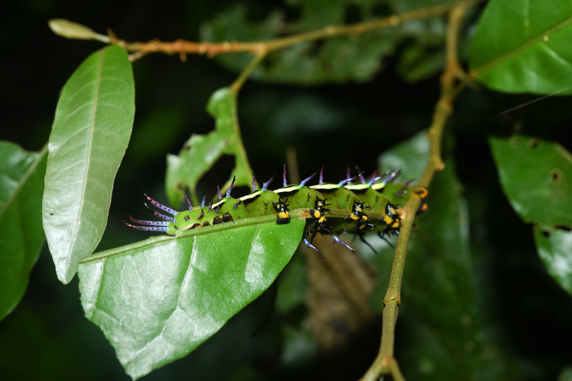 Procitheronia vanschaycki Brechlin & Meister, 2011 - Photo Bivouac Naturaliste