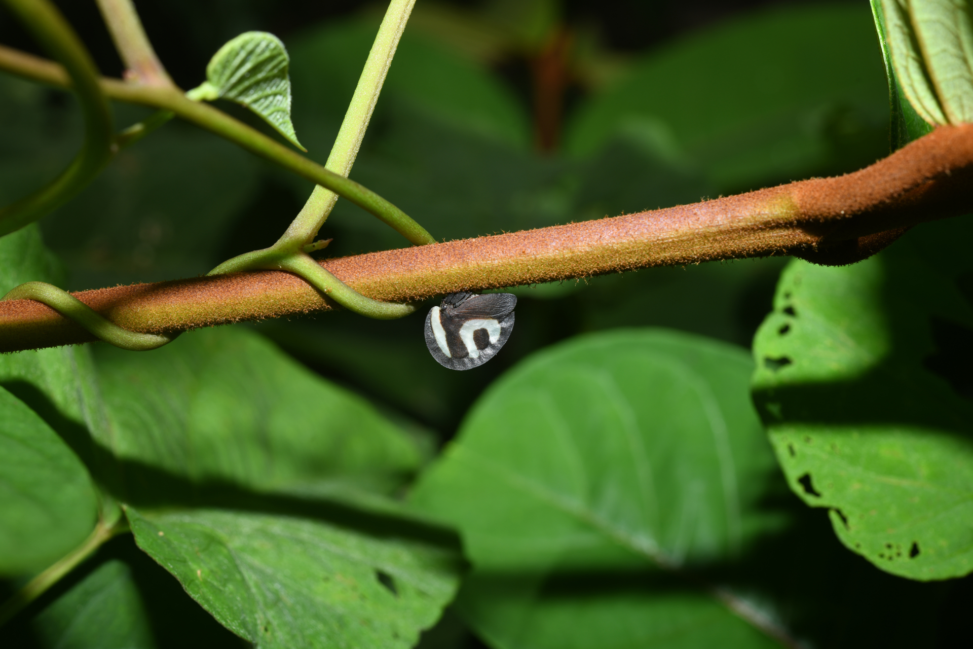 Membracis foliatafasciata (De Geer, 1773) - Photo Bivouac Naturaliste