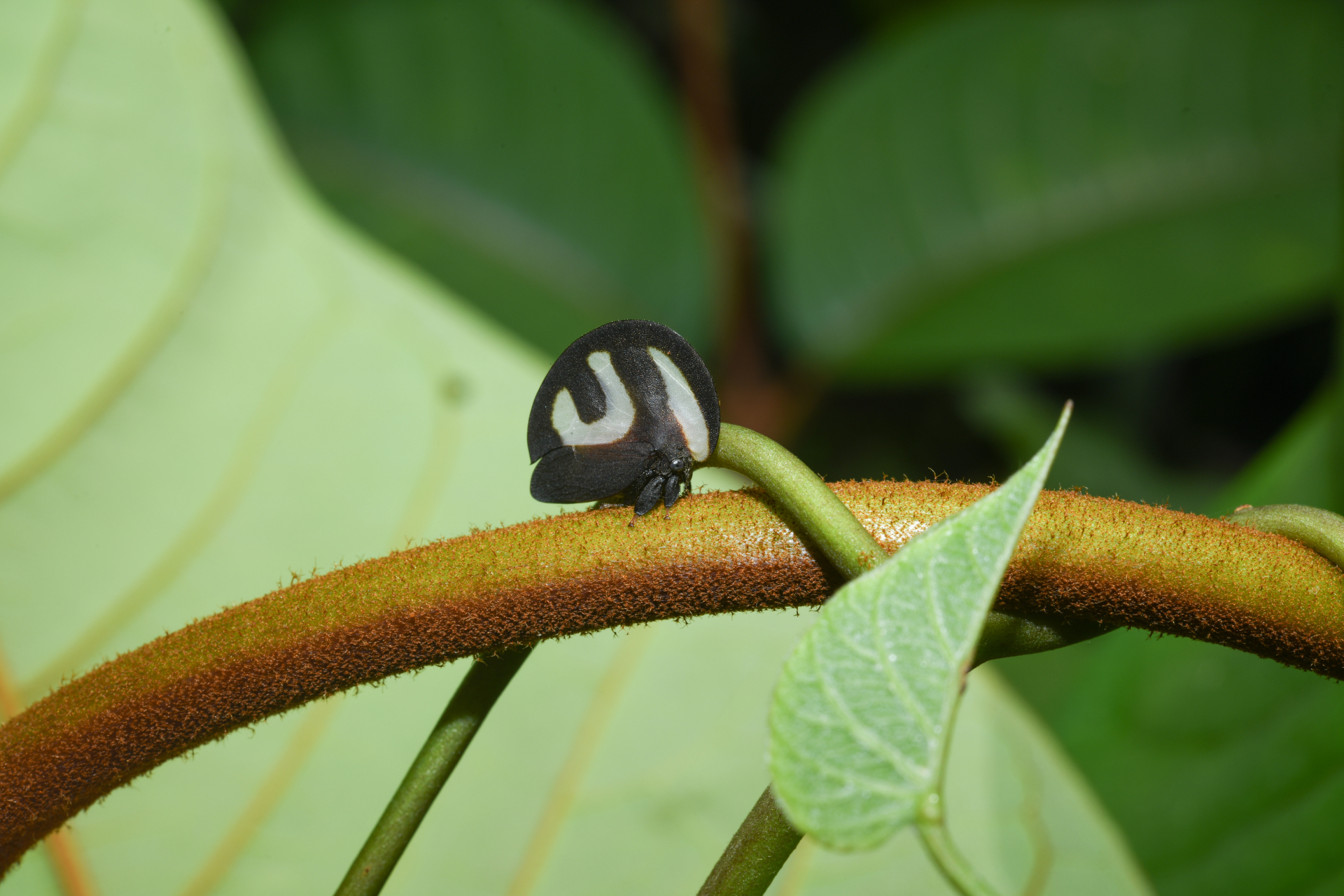 Membracis foliatafasciata (De Geer, 1773) - Photo Bivouac Naturaliste