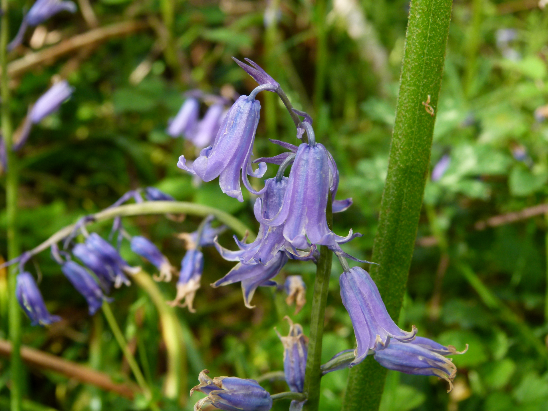 Hyacinthoides non-scripta (L.) Chouard ex Rothm. - Photo Bivouac Naturaliste
