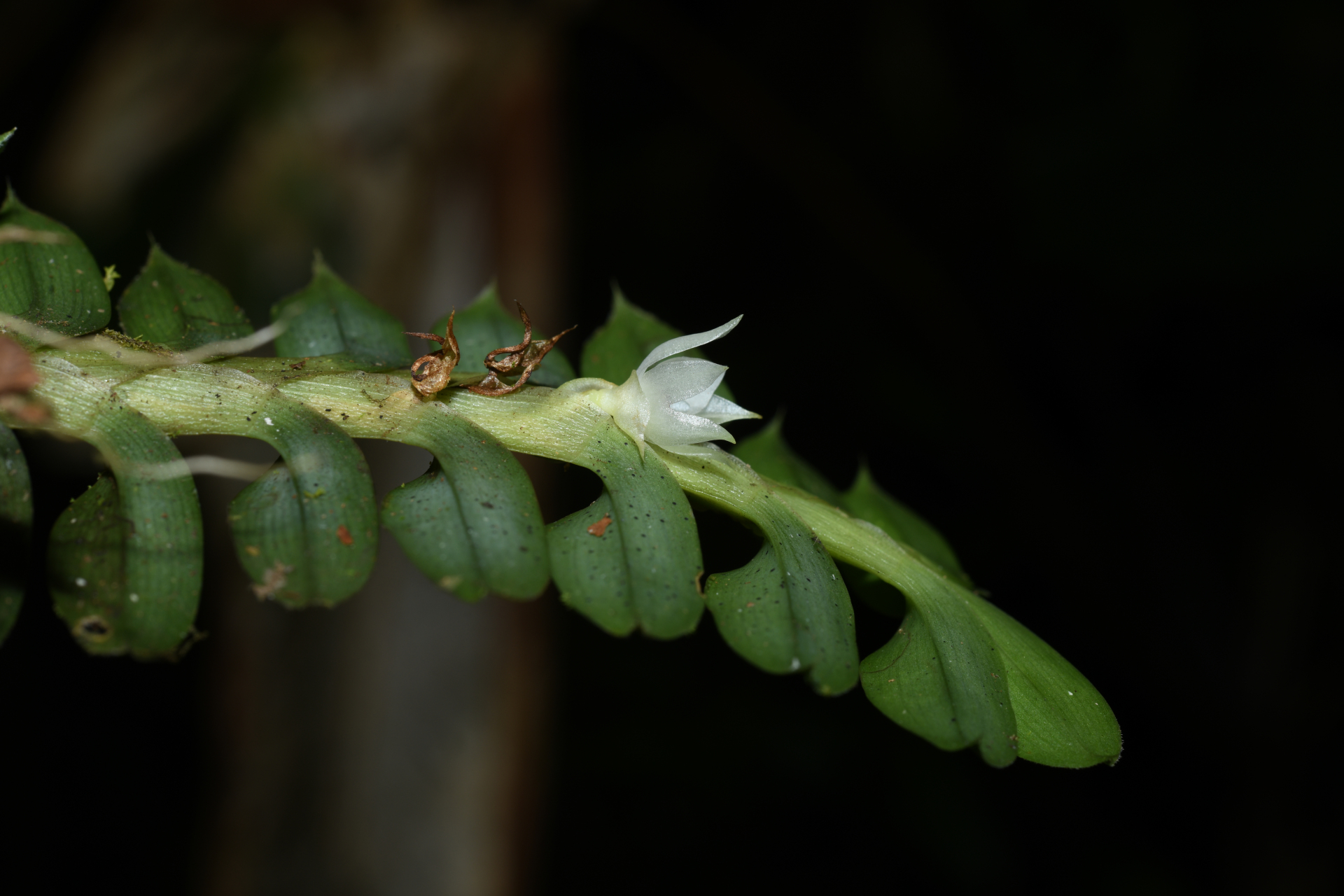 Dichaea kegelii Rchb.f. - Photo Bivouac Naturaliste