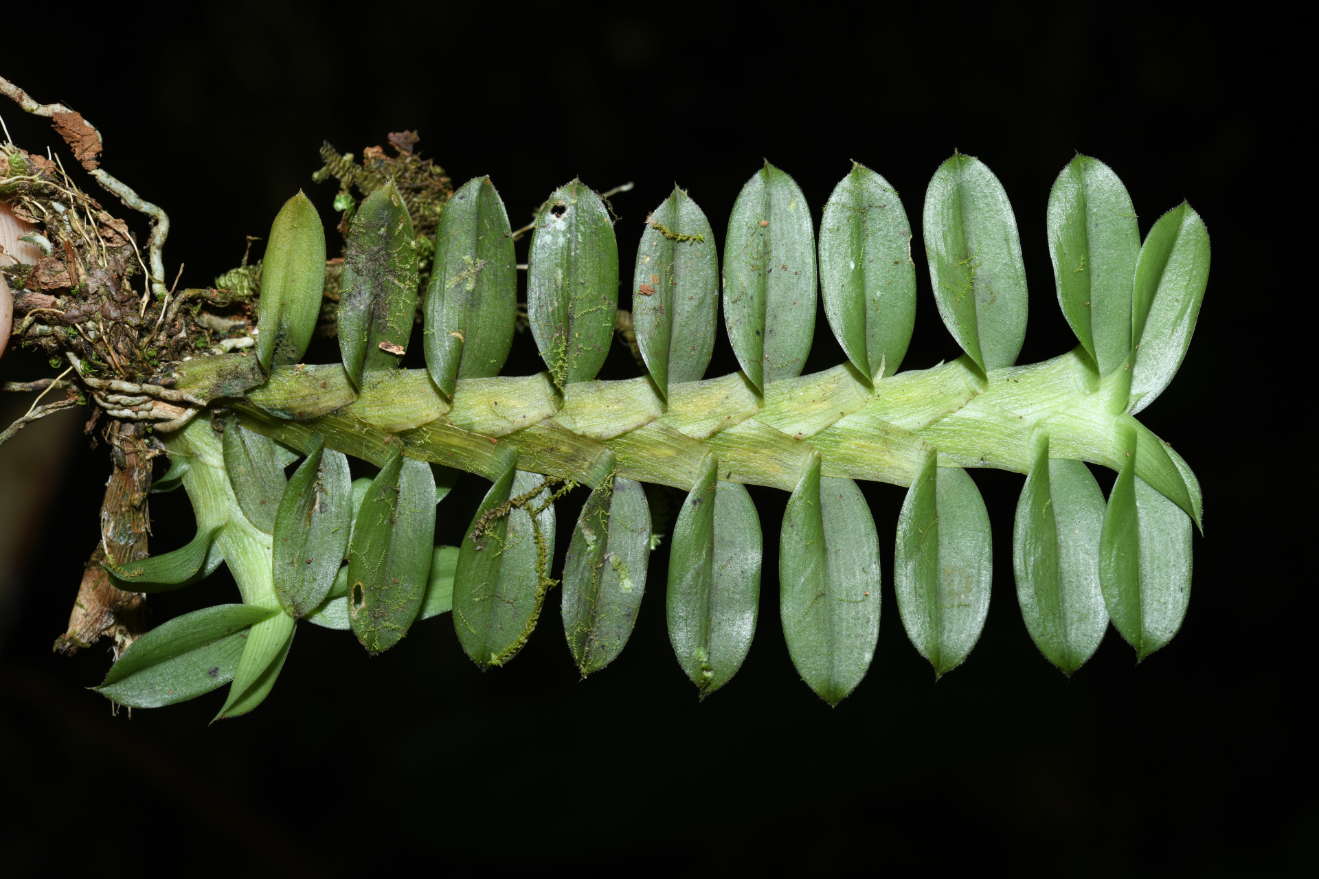Dichaea kegelii Rchb.f. - Photo Bivouac Naturaliste