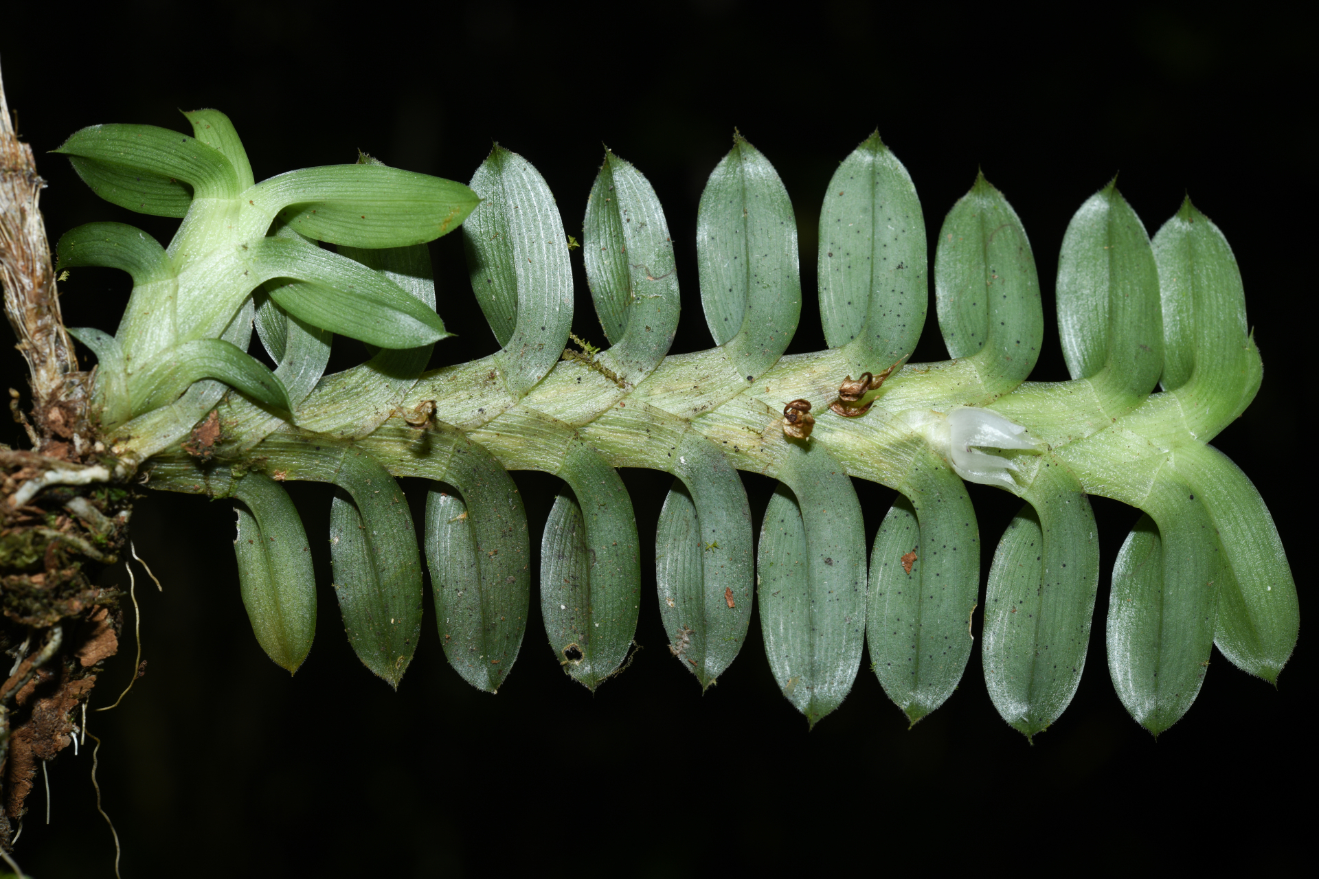 Dichaea kegelii Rchb.f. - Photo Bivouac Naturaliste