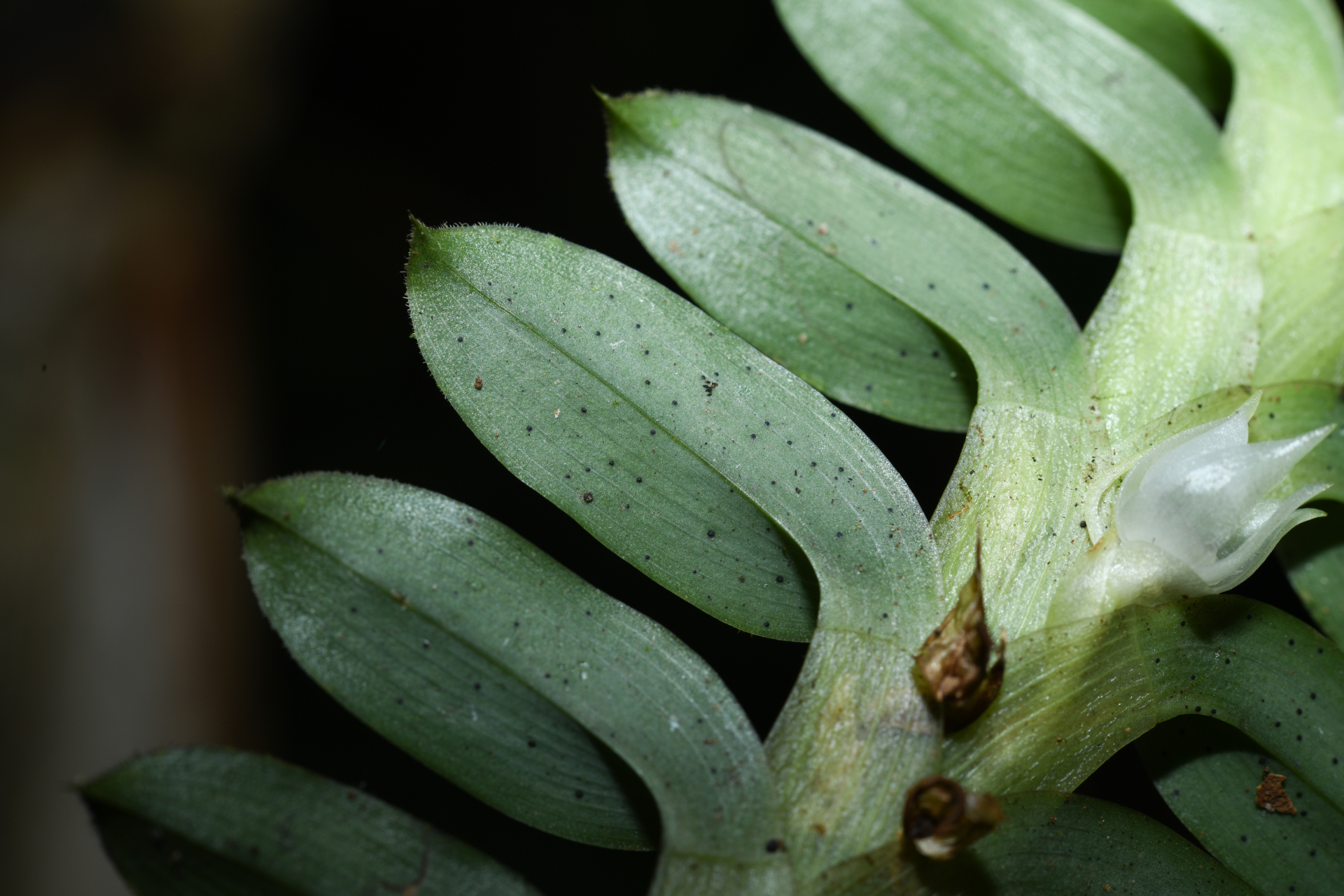 Dichaea kegelii Rchb.f. - Photo Bivouac Naturaliste