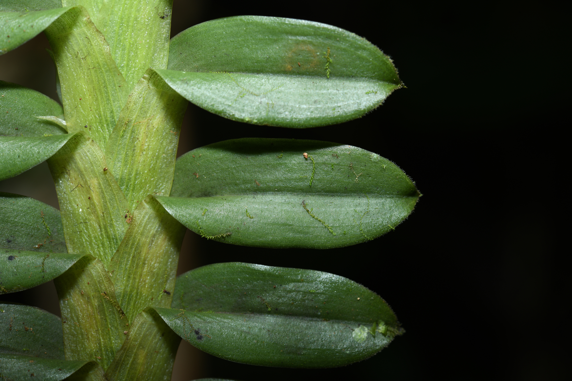 Dichaea kegelii Rchb.f. - Photo Bivouac Naturaliste