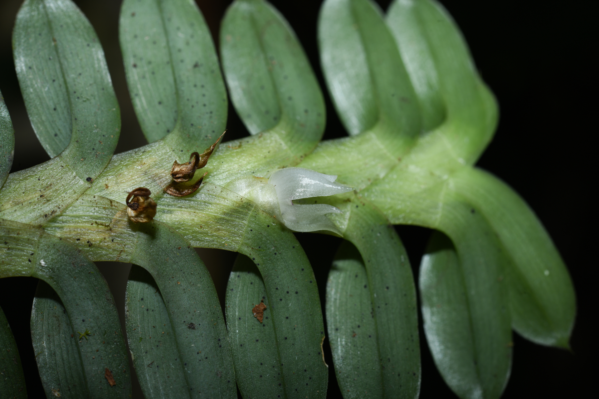 Dichaea kegelii Rchb.f. - Photo Bivouac Naturaliste