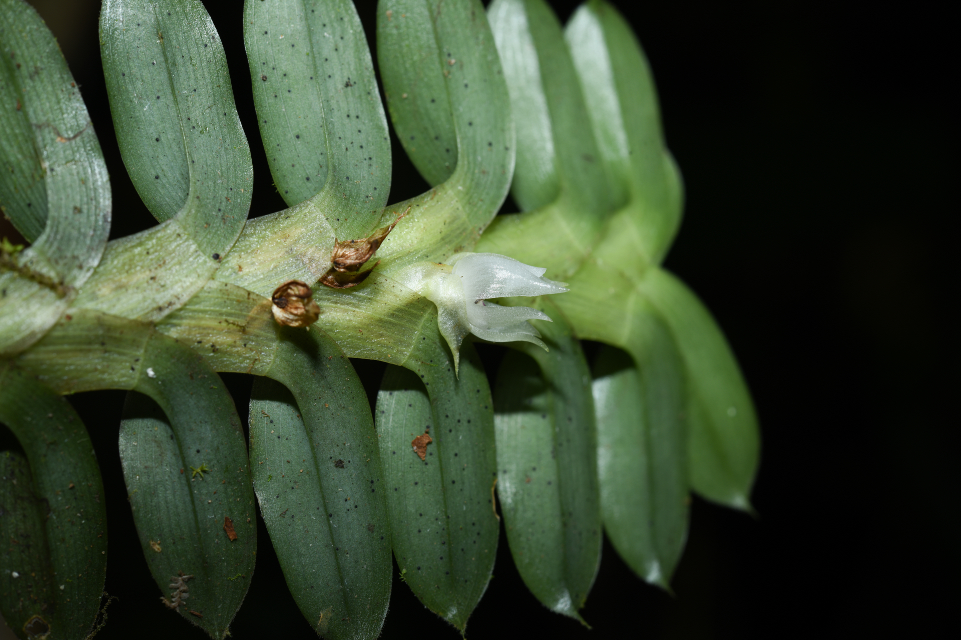 Dichaea kegelii Rchb.f. - Photo Bivouac Naturaliste