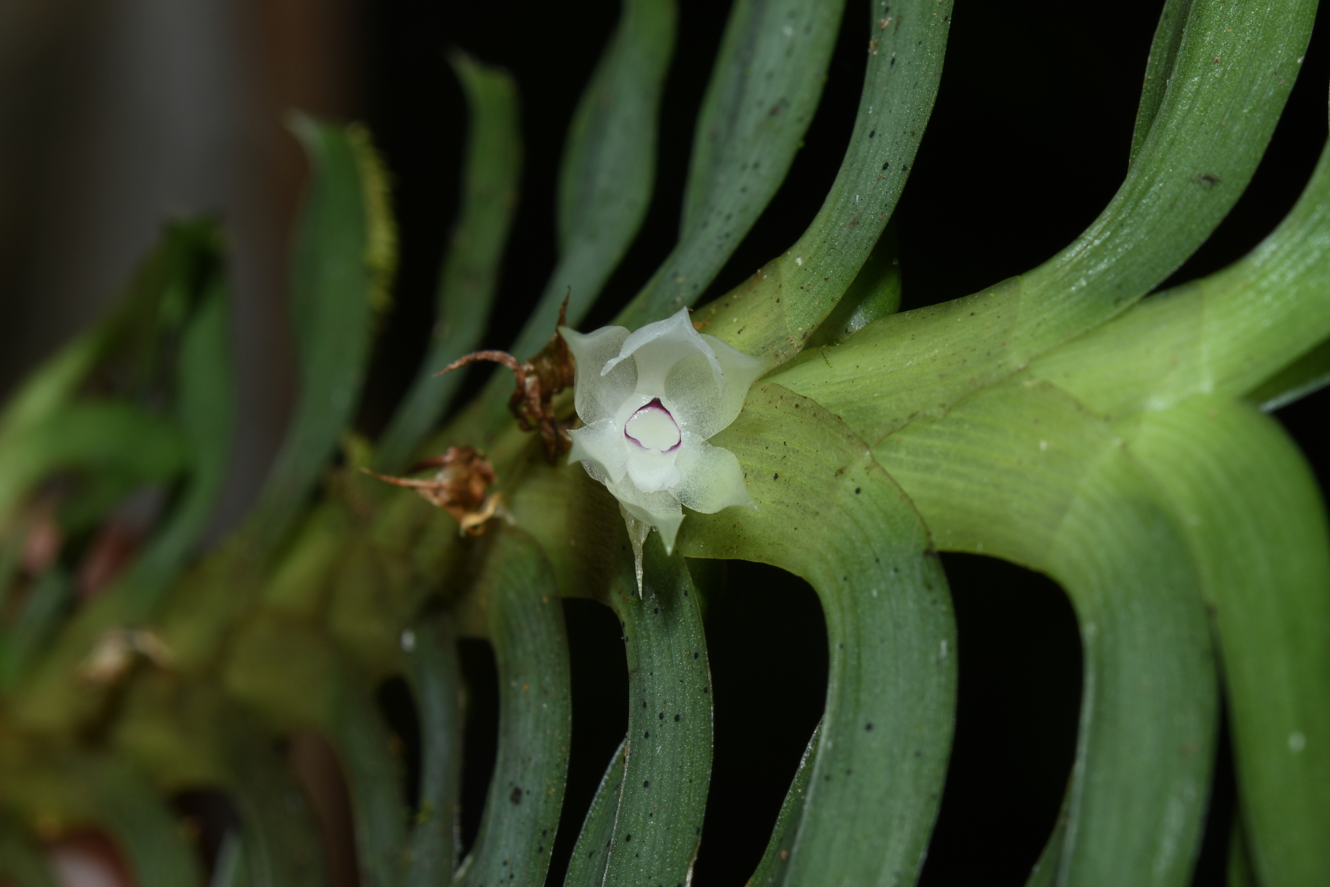 Dichaea kegelii Rchb.f. - Photo Bivouac Naturaliste