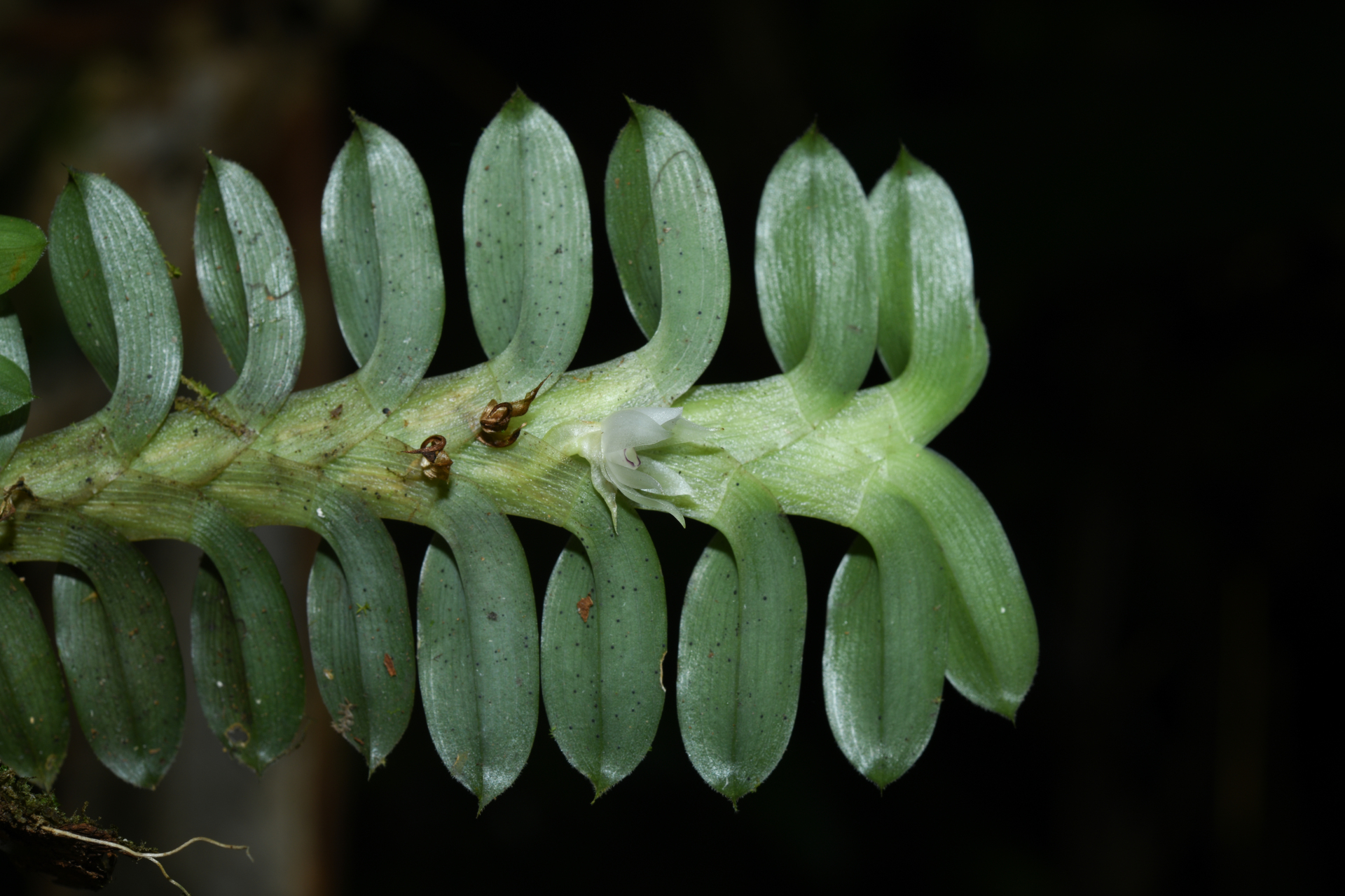 Dichaea kegelii Rchb.f. - Photo Bivouac Naturaliste