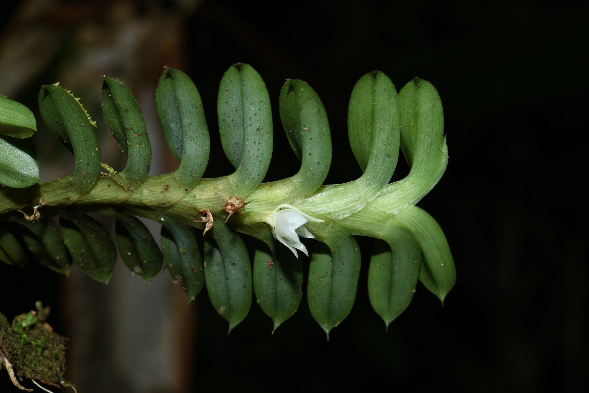 Dichaea kegelii Rchb.f. - Photo Bivouac Naturaliste