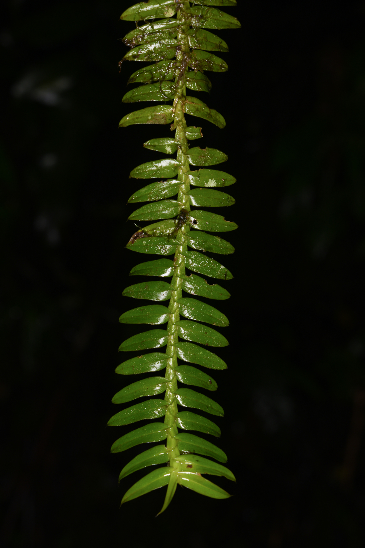 Dichaea latifolia Lindl. - Photo Bivouac Naturaliste