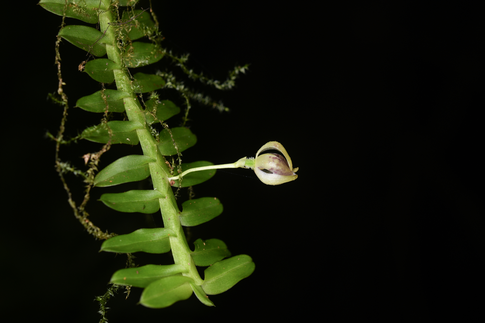 Dichaea latifolia Lindl. - Photo Bivouac Naturaliste