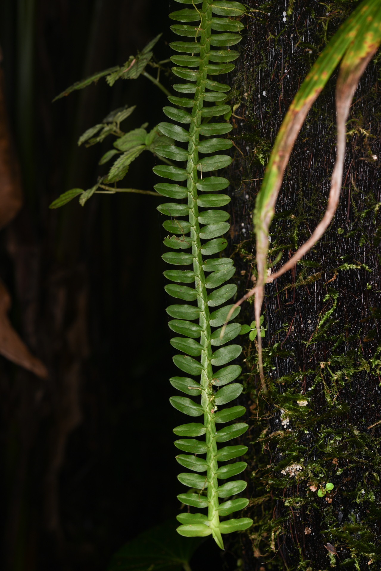 Dichaea latifolia Lindl. - Photo Bivouac Naturaliste